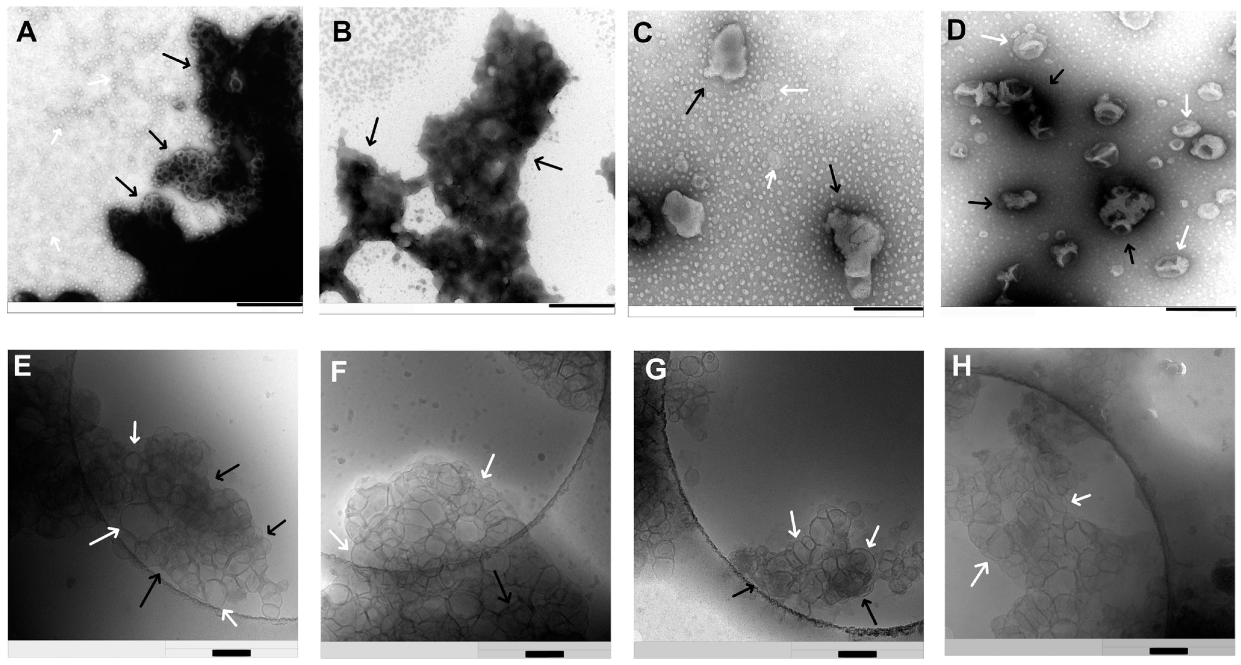 Pharmaceutics 17 00025 g005