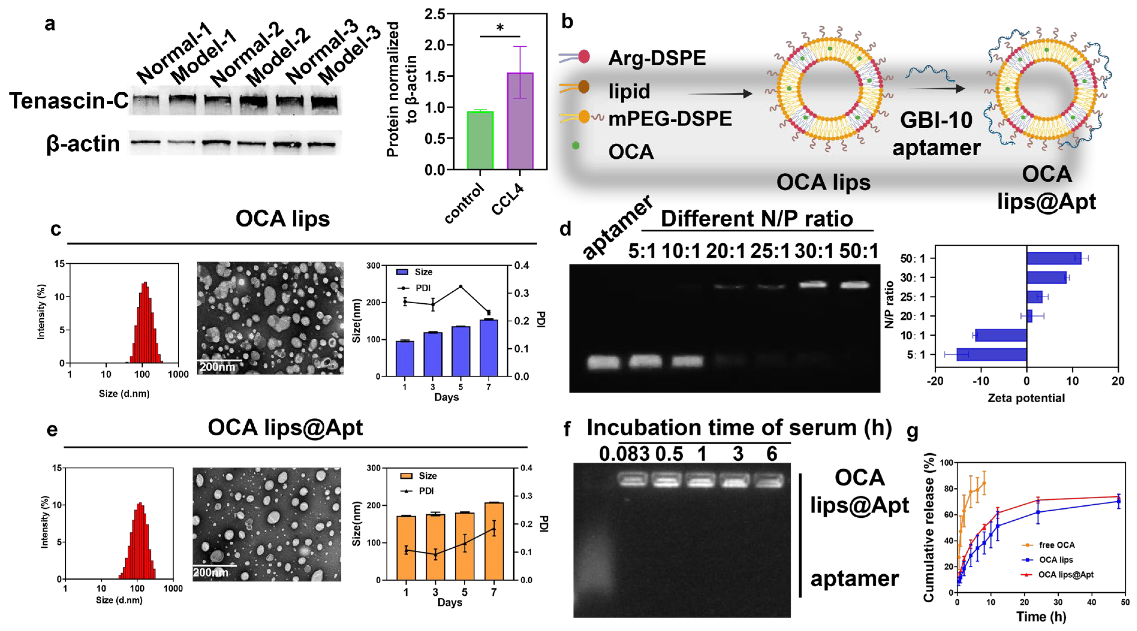 Pharmaceutics 17 00032 g001