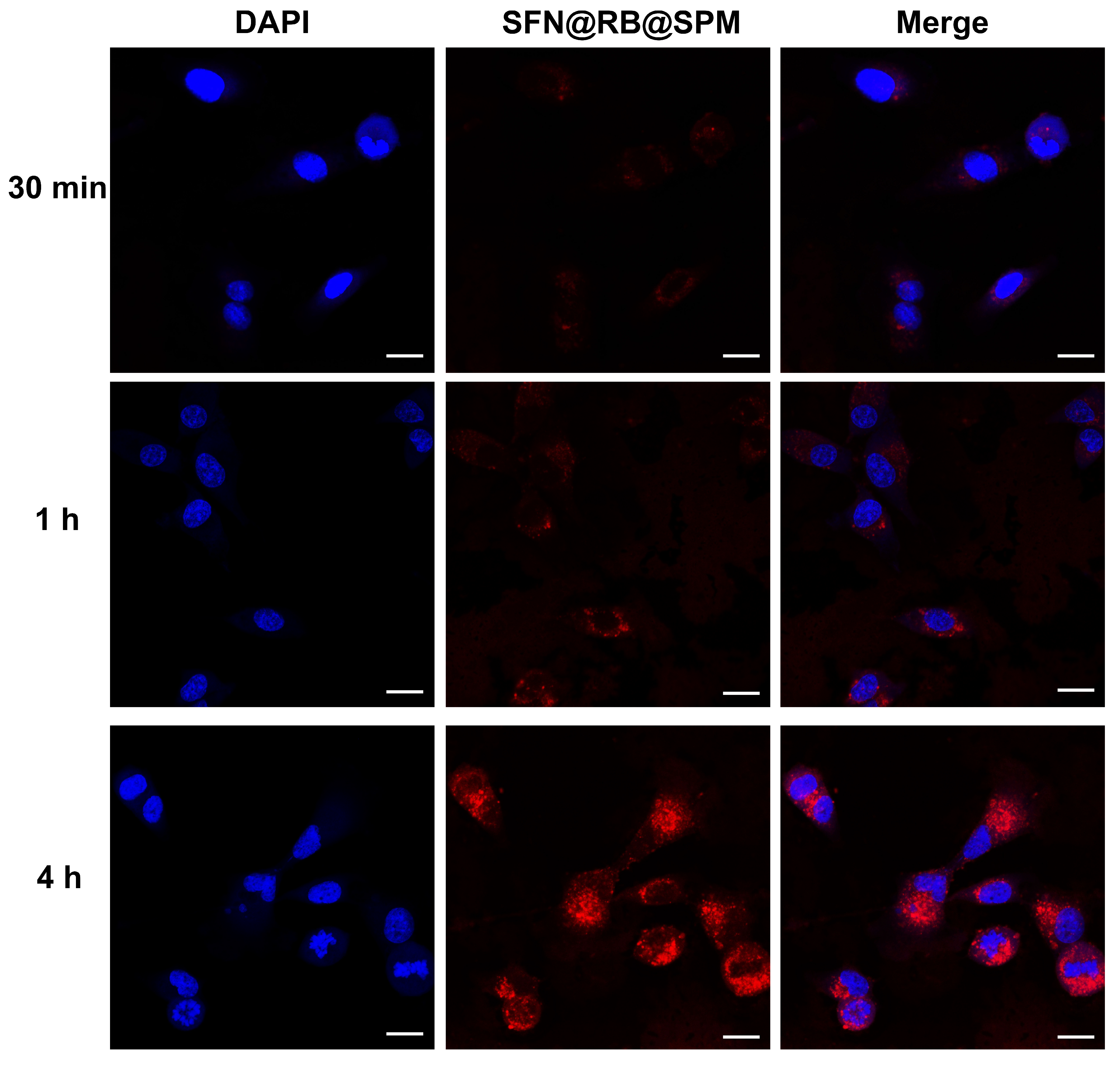 Pharmaceutics 17 00034 g002