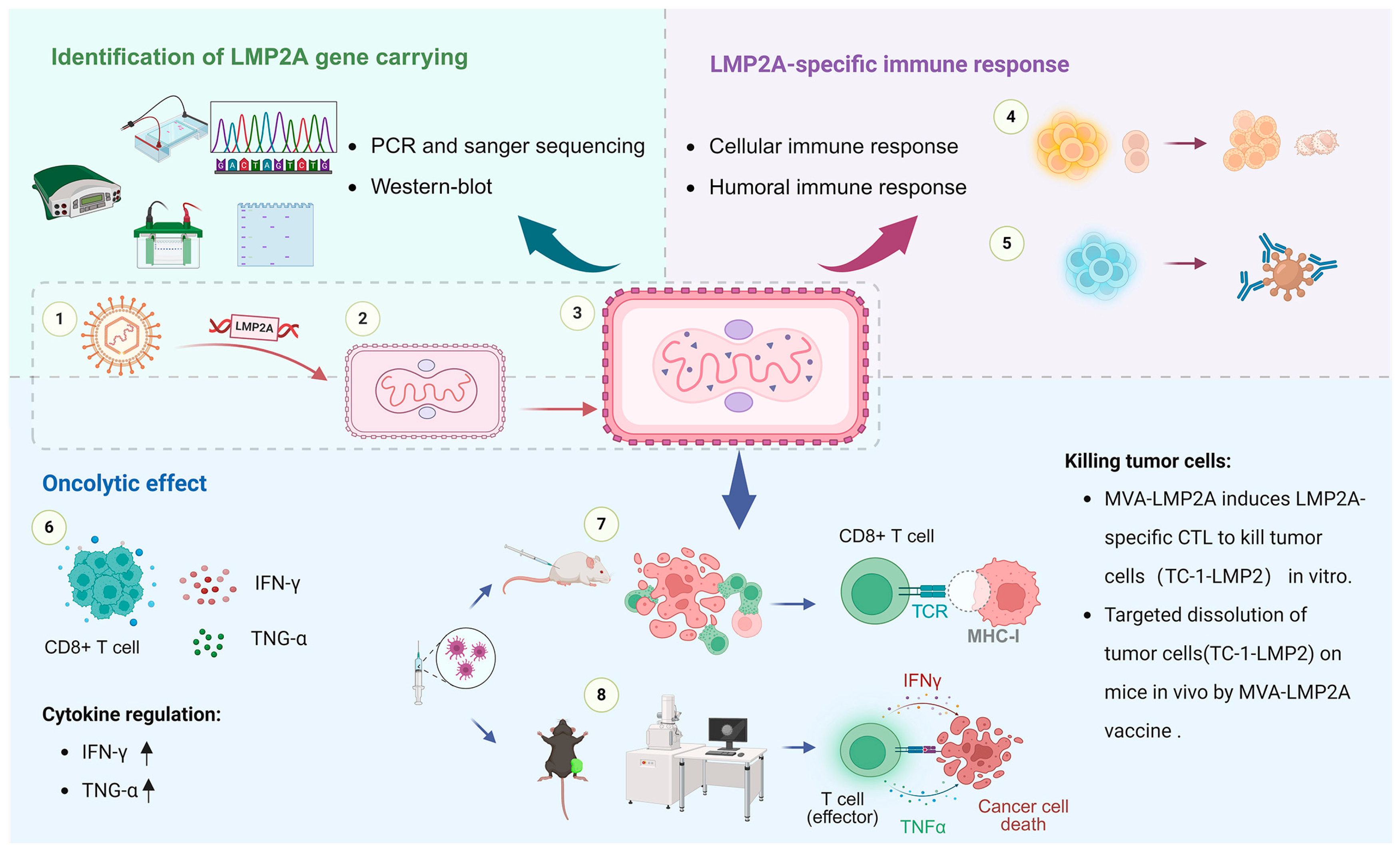 Pharmaceutics 17 00052 g001