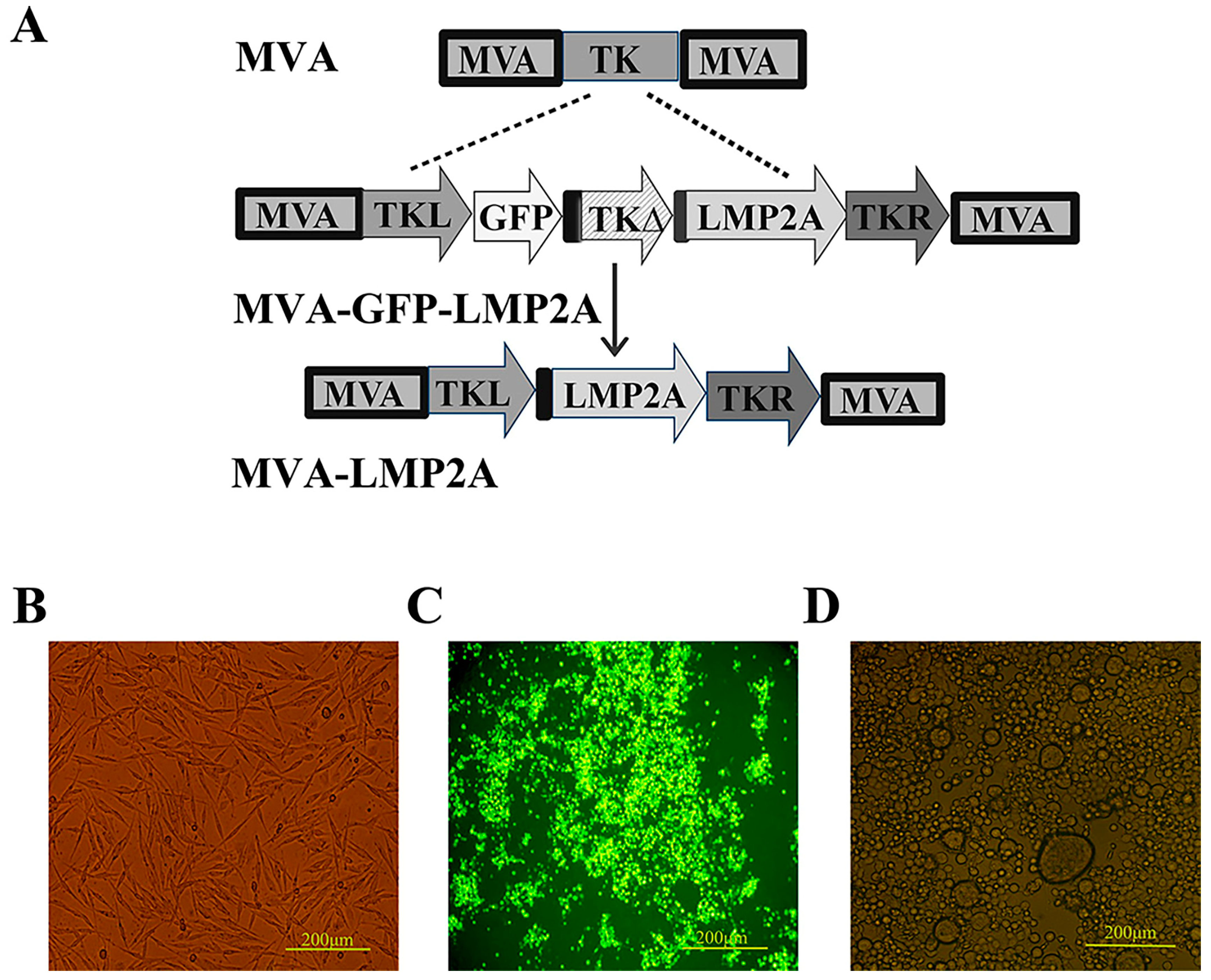 Pharmaceutics 17 00052 g002