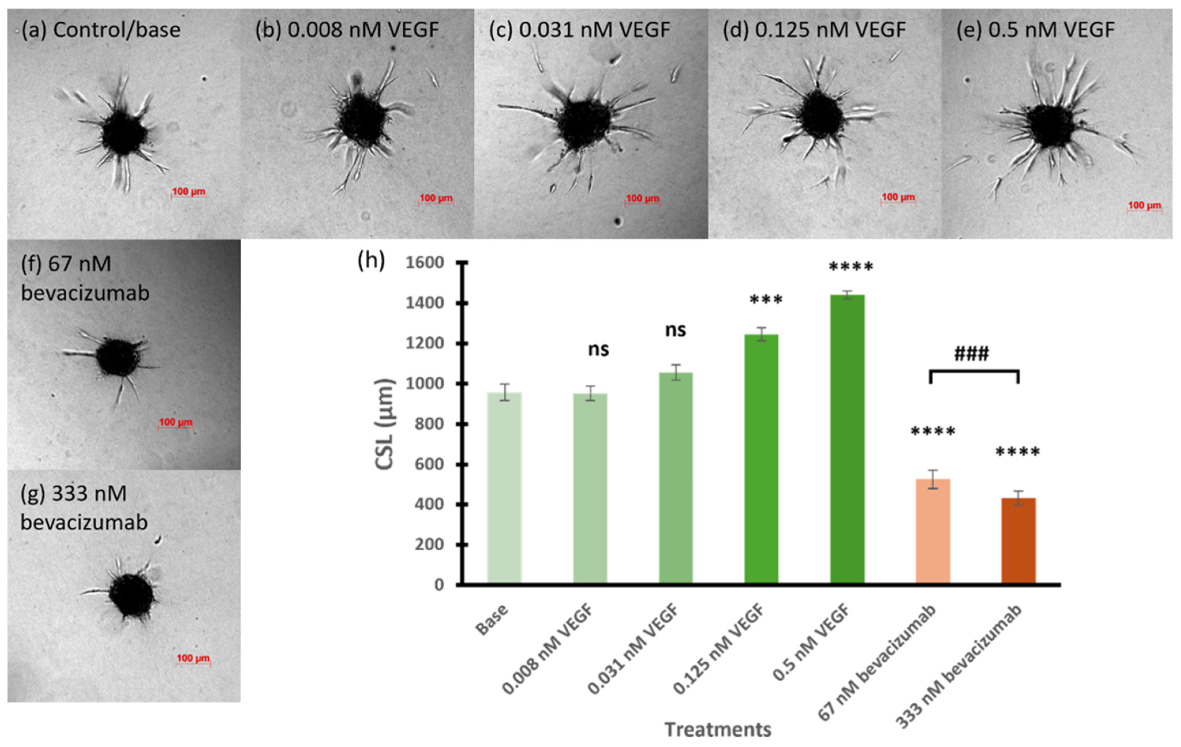 Pharmaceutics 17 00055 g002