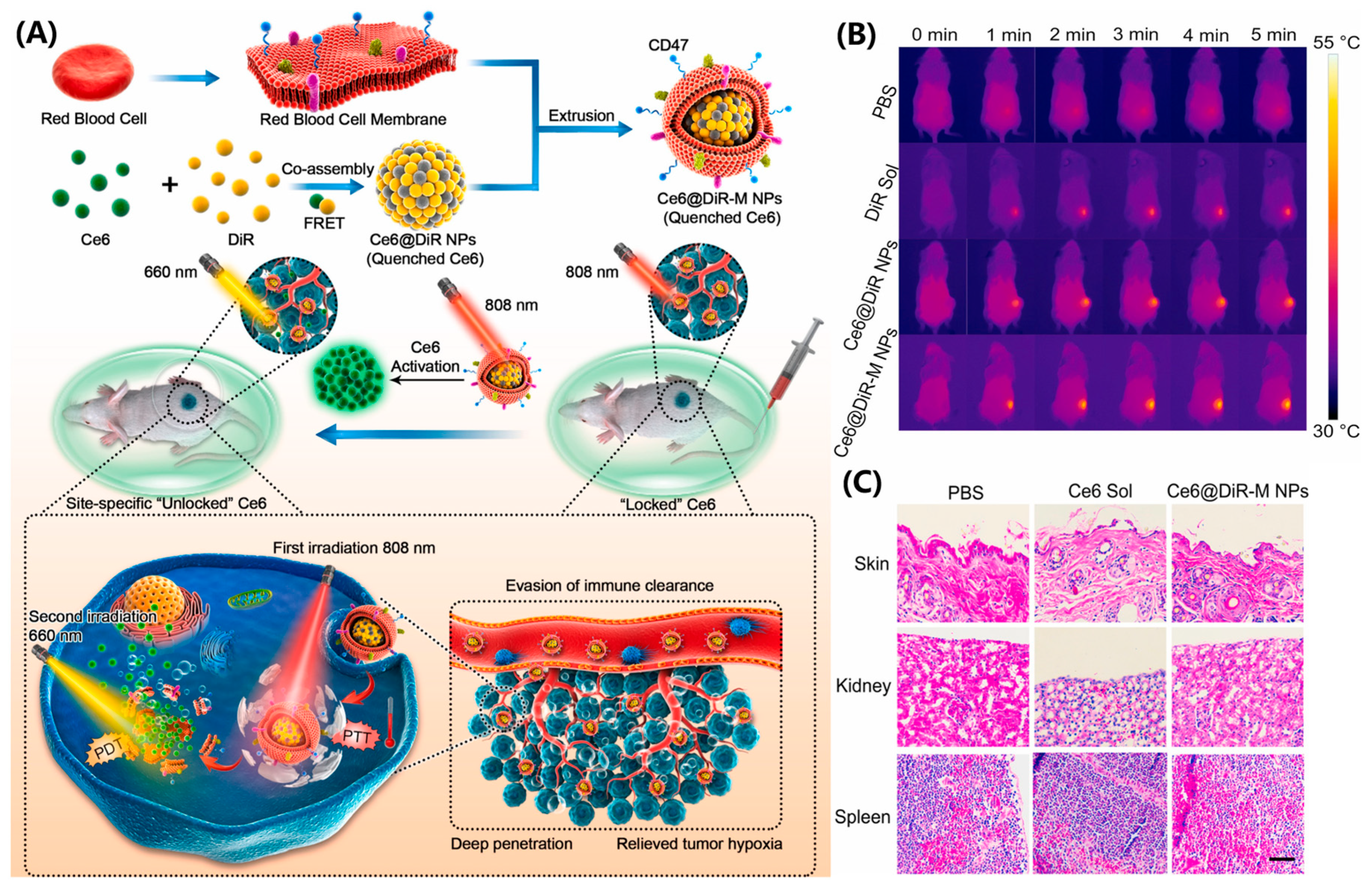 Pharmaceutics 17 00068 g009