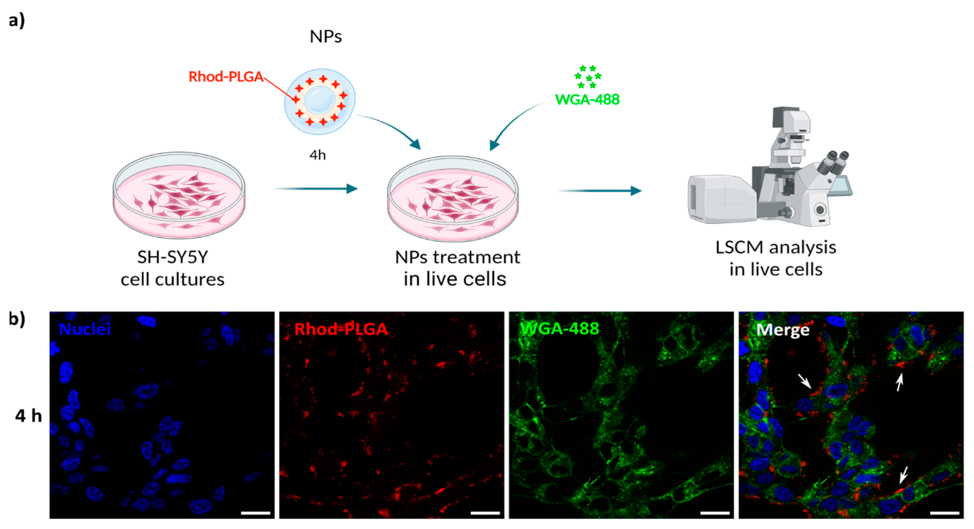 Pharmaceutics 17 00087 g004