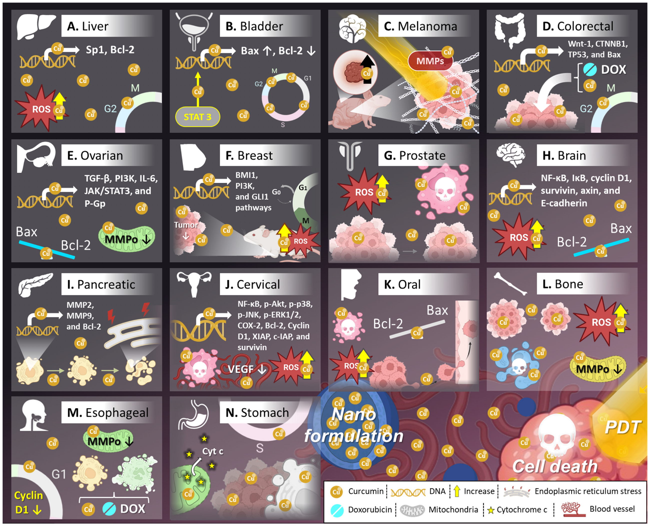 Pharmaceutics 17 00114 g005