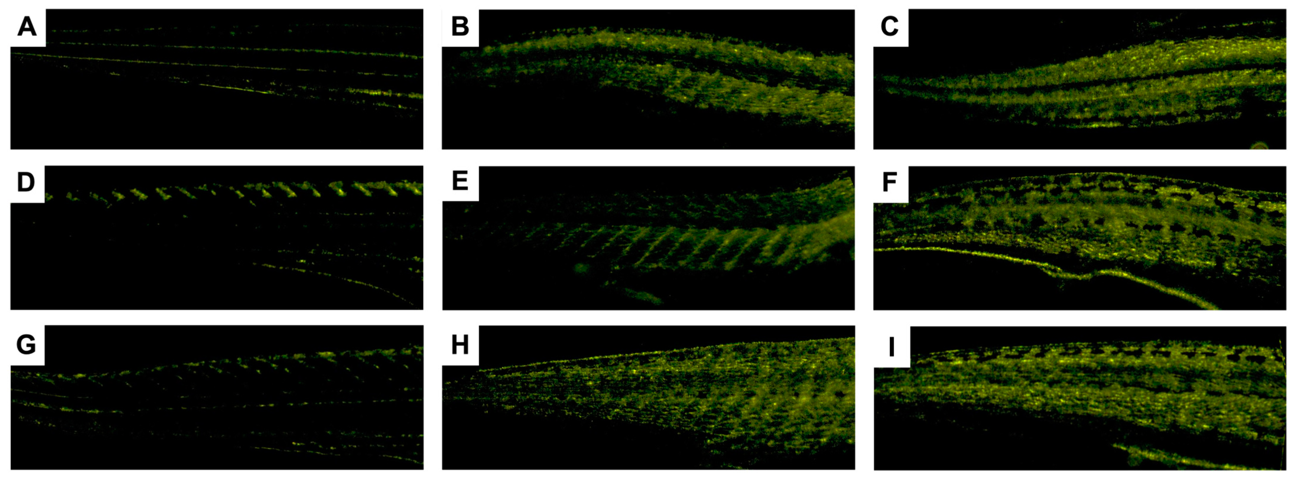 Pharmaceutics 17 00116 g012