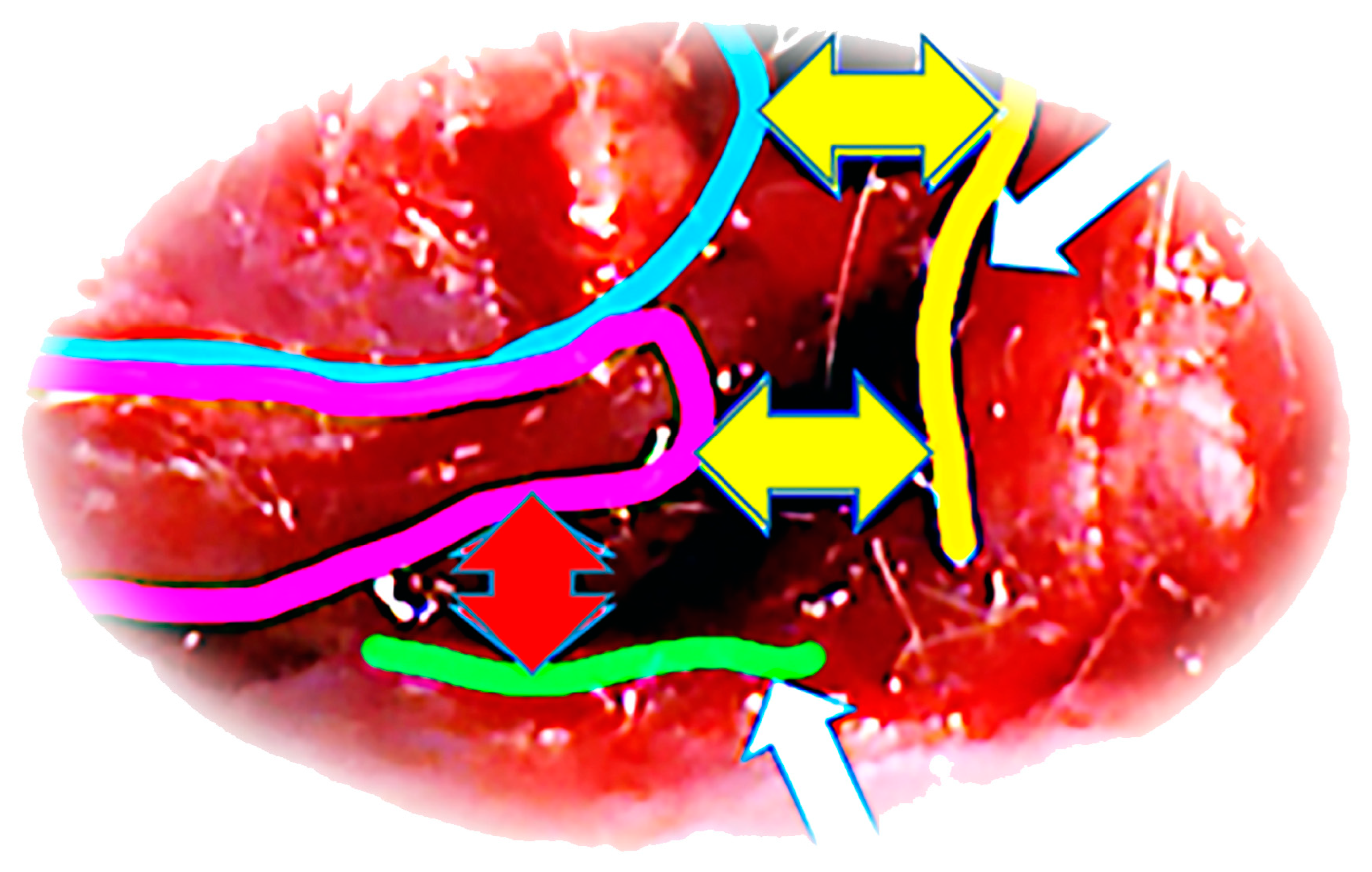 Pharmaceutics 17 00119 g001