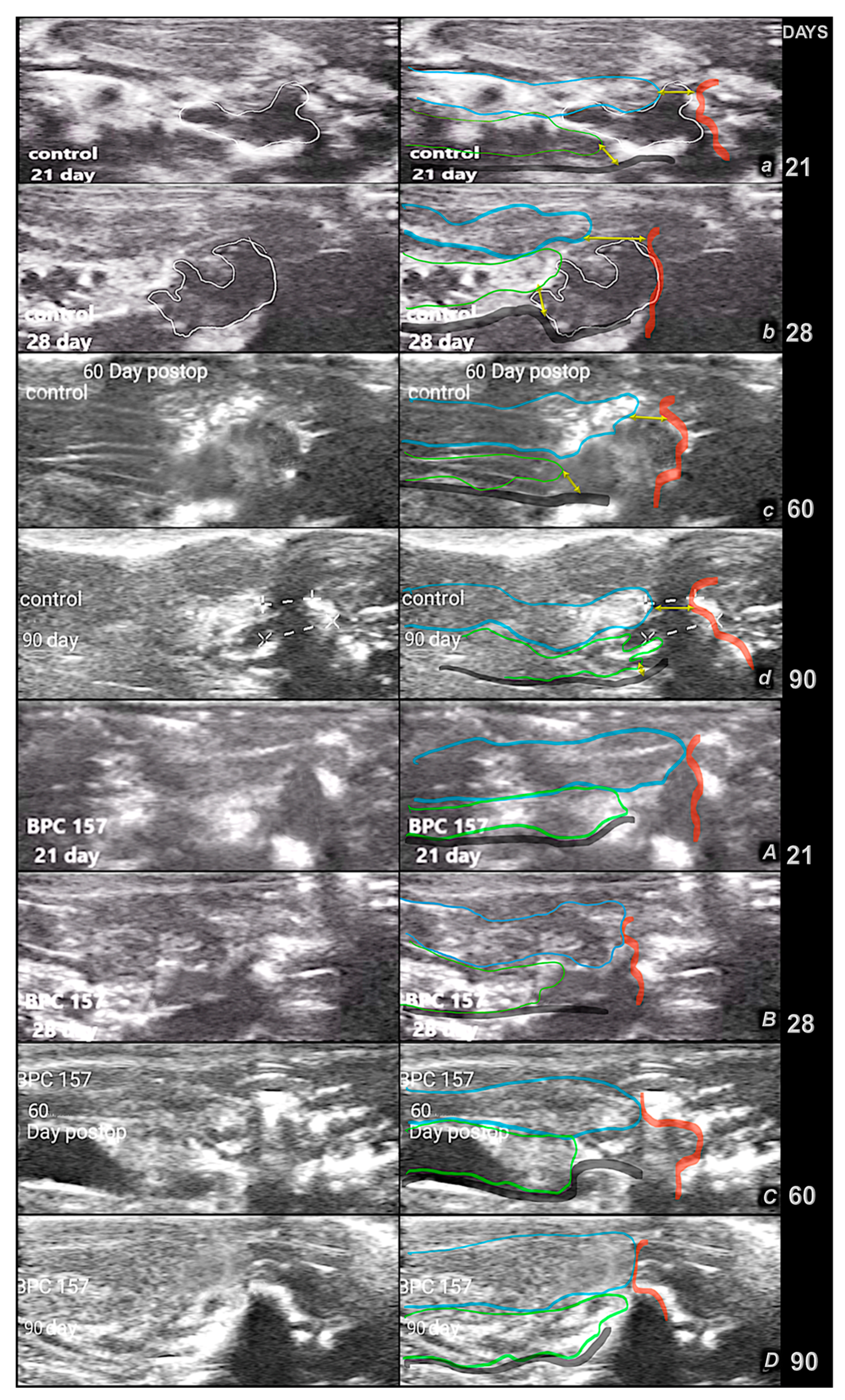 Pharmaceutics 17 00119 g011