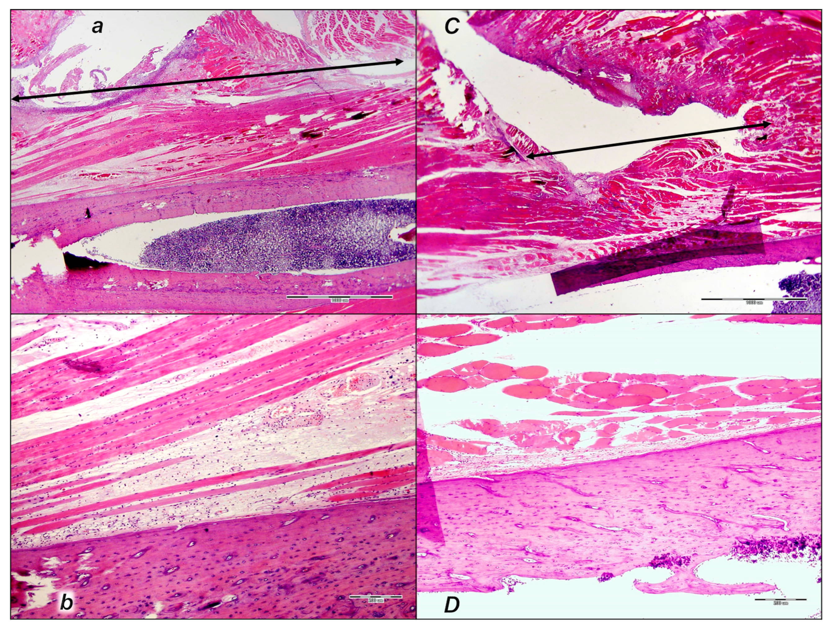 Pharmaceutics 17 00119 g013