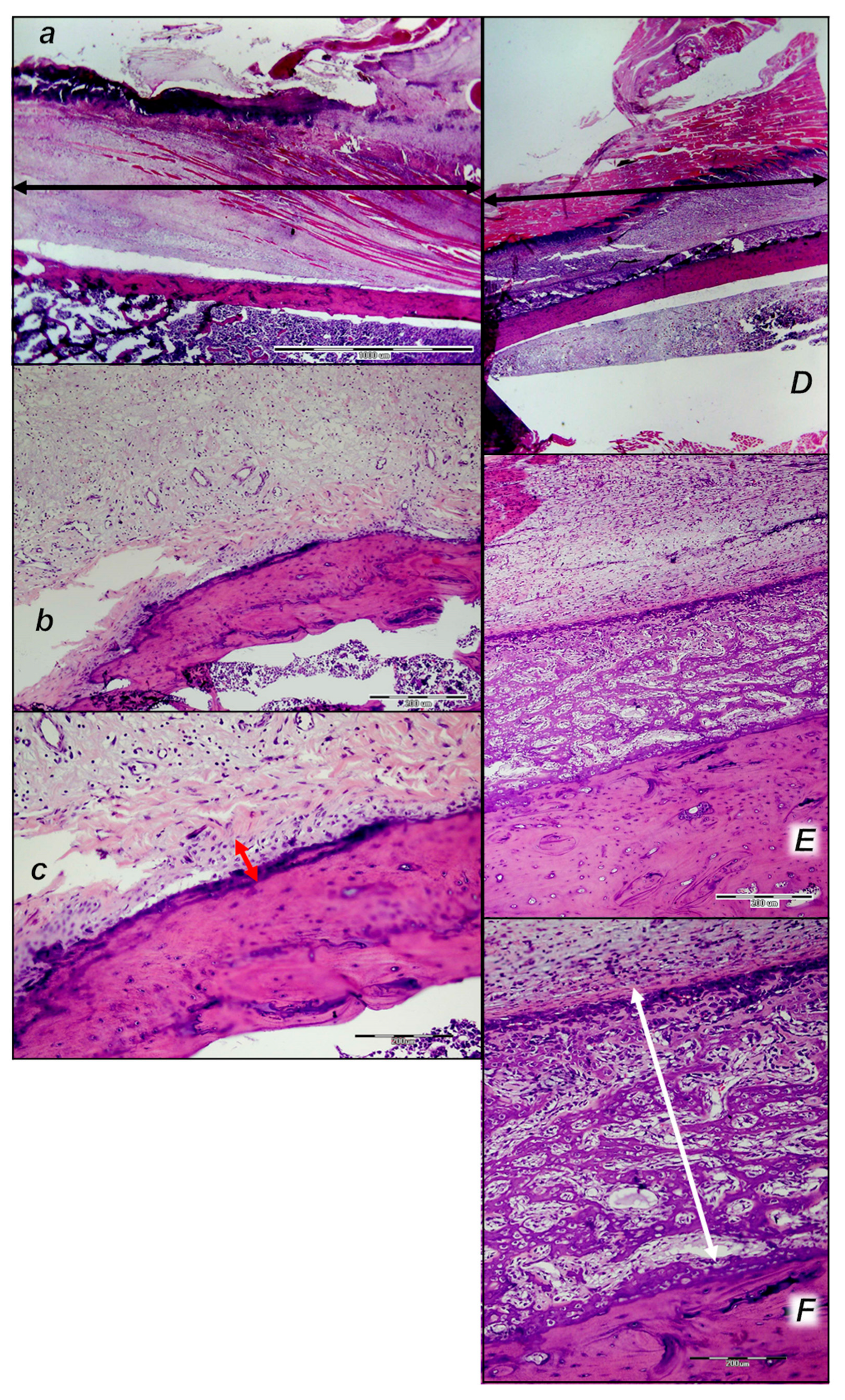 Pharmaceutics 17 00119 g015