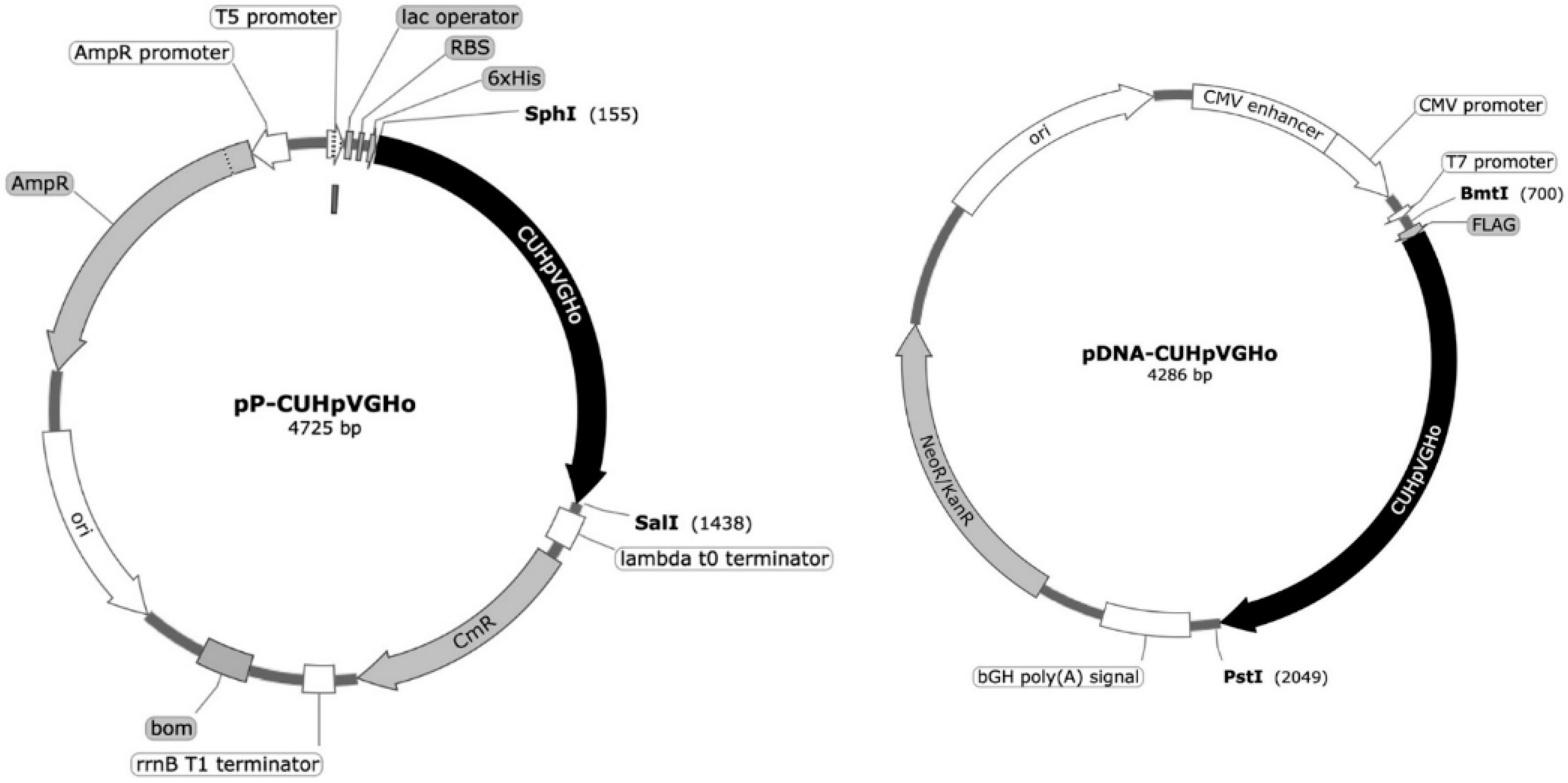 Pharmaceutics 17 00132 g001