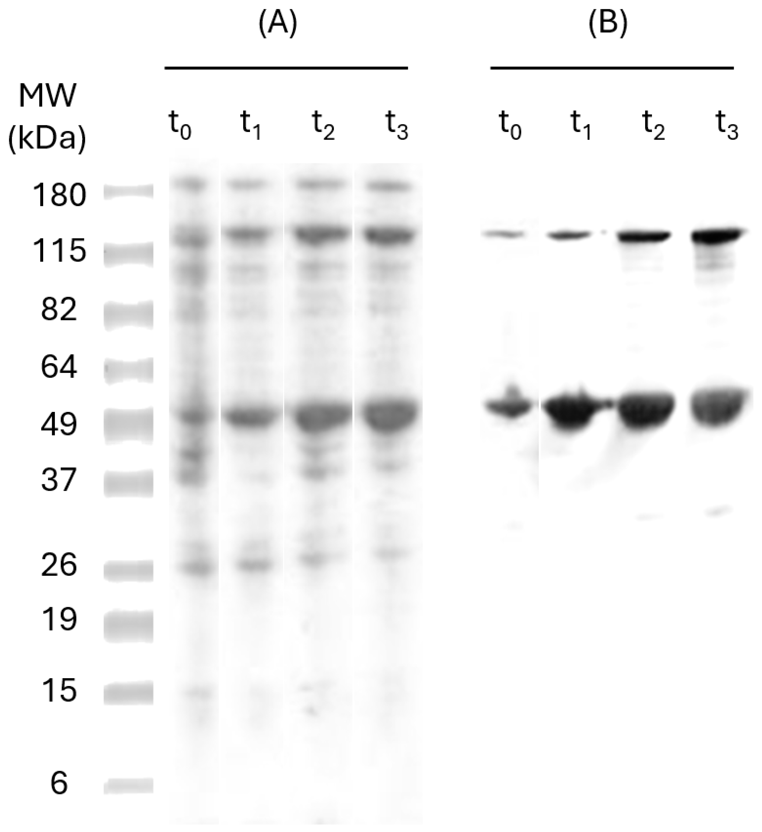Pharmaceutics 17 00132 g002