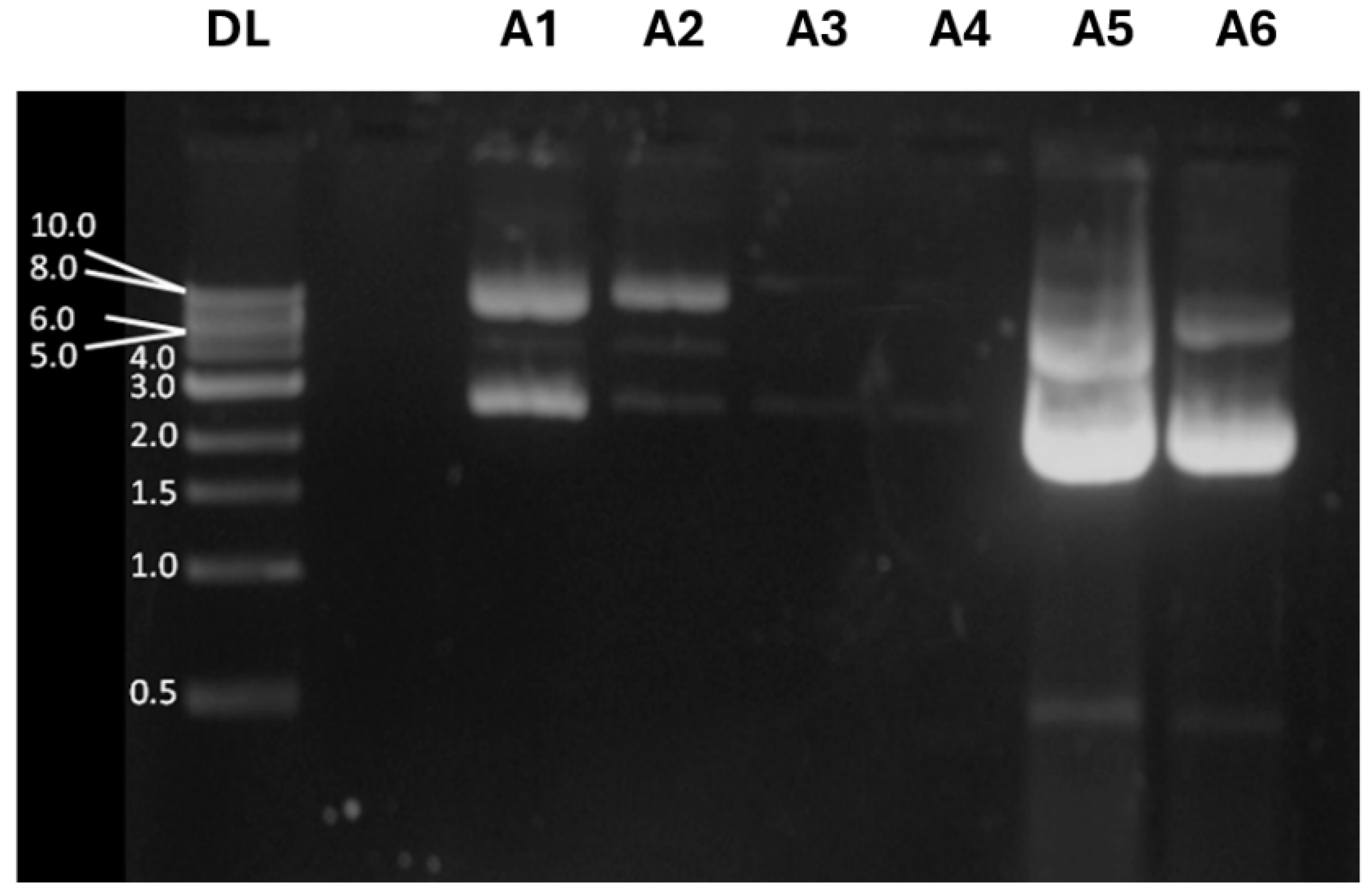 Pharmaceutics 17 00132 g004