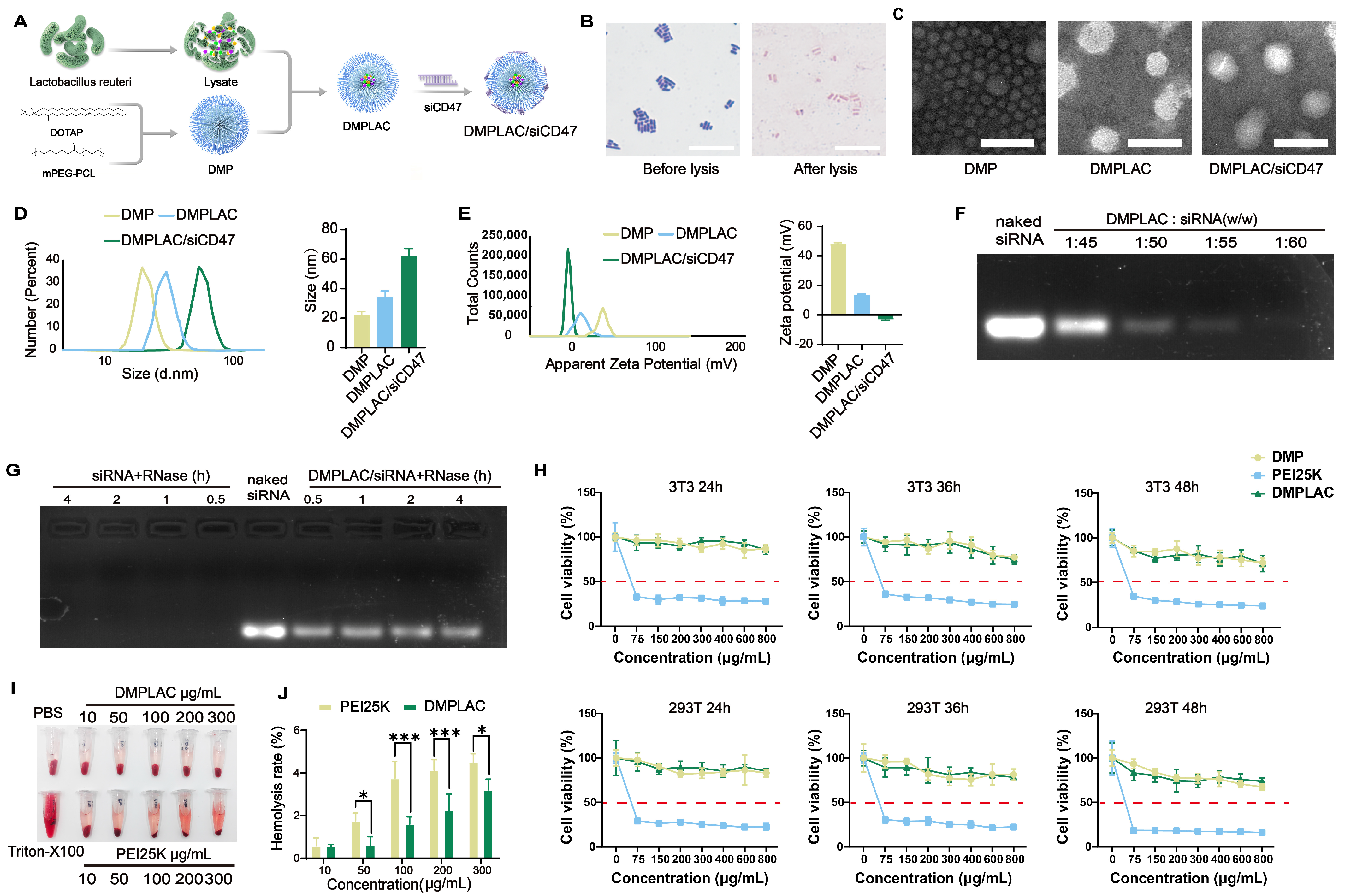 Pharmaceutics 17 00139 g001