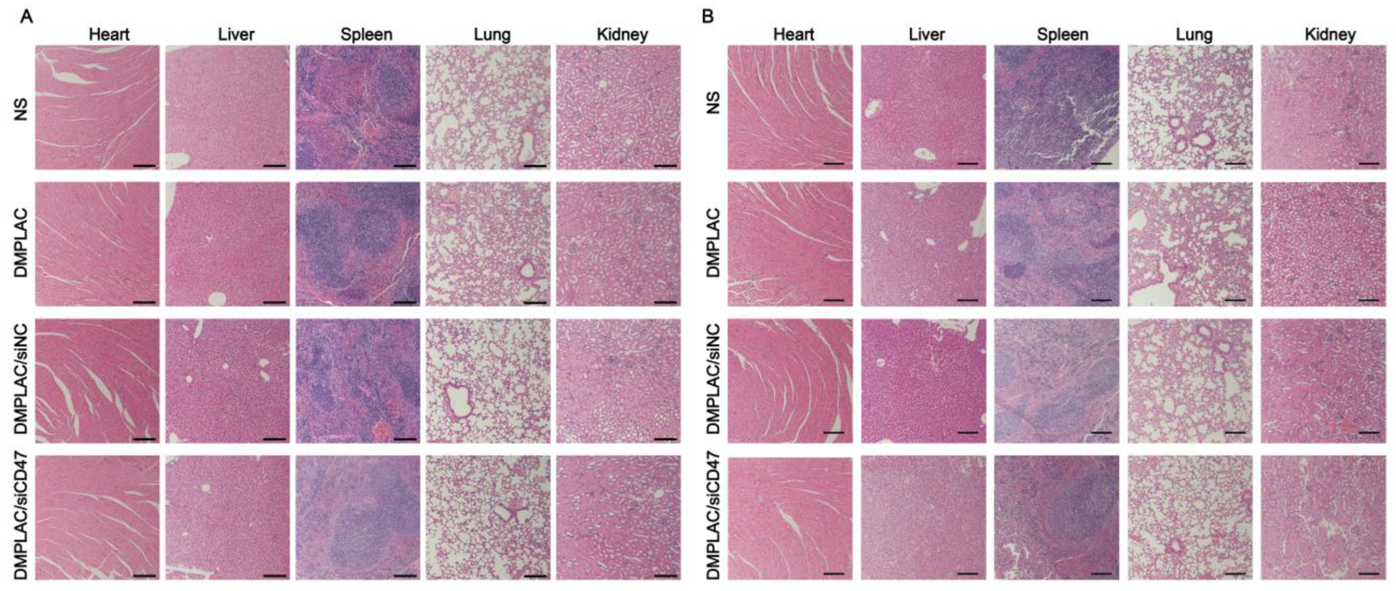 Pharmaceutics 17 00139 g008