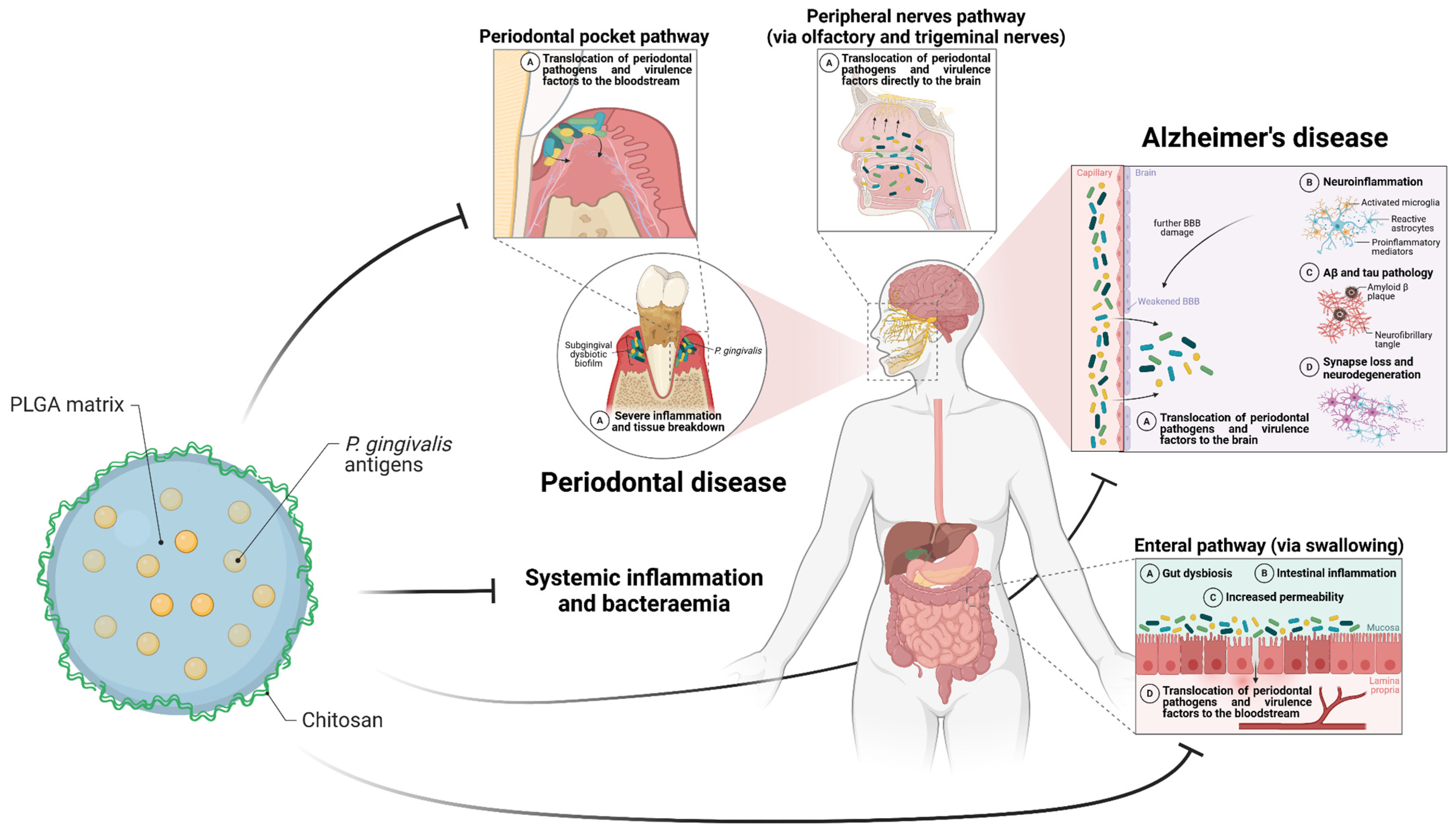Pharmaceutics 17 00141 g004