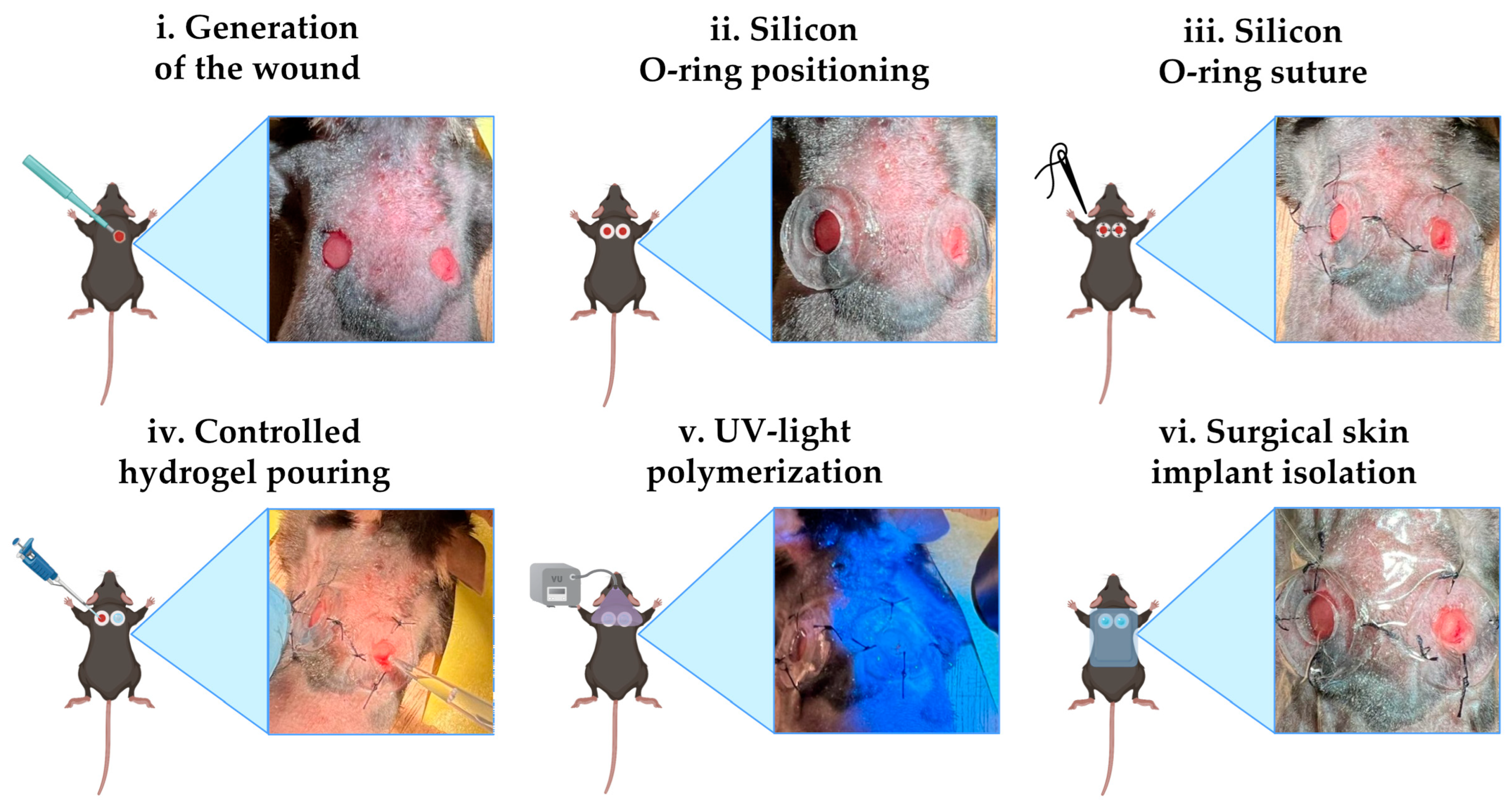 Pharmaceutics 17 00162 g001