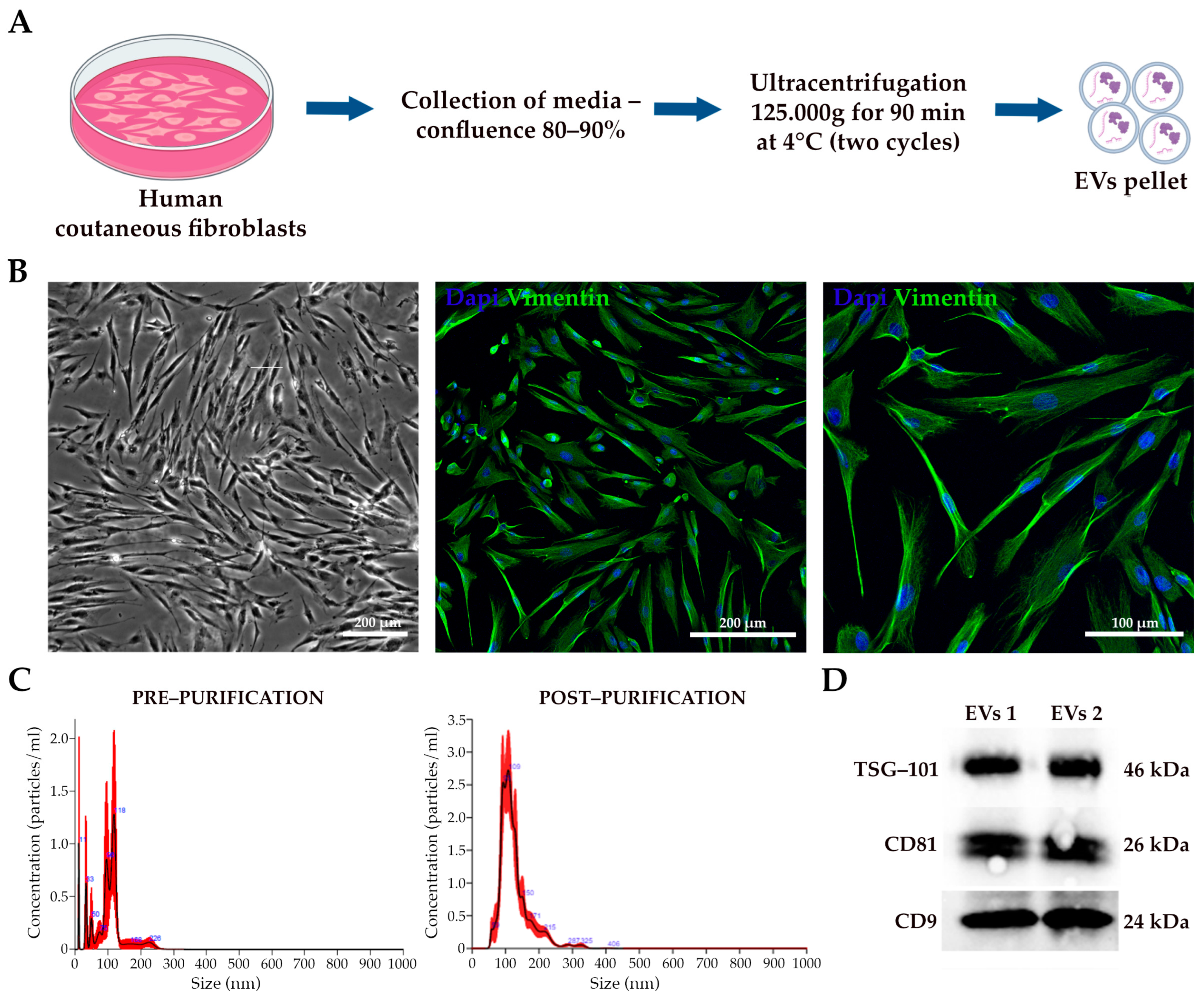 Pharmaceutics 17 00162 g002