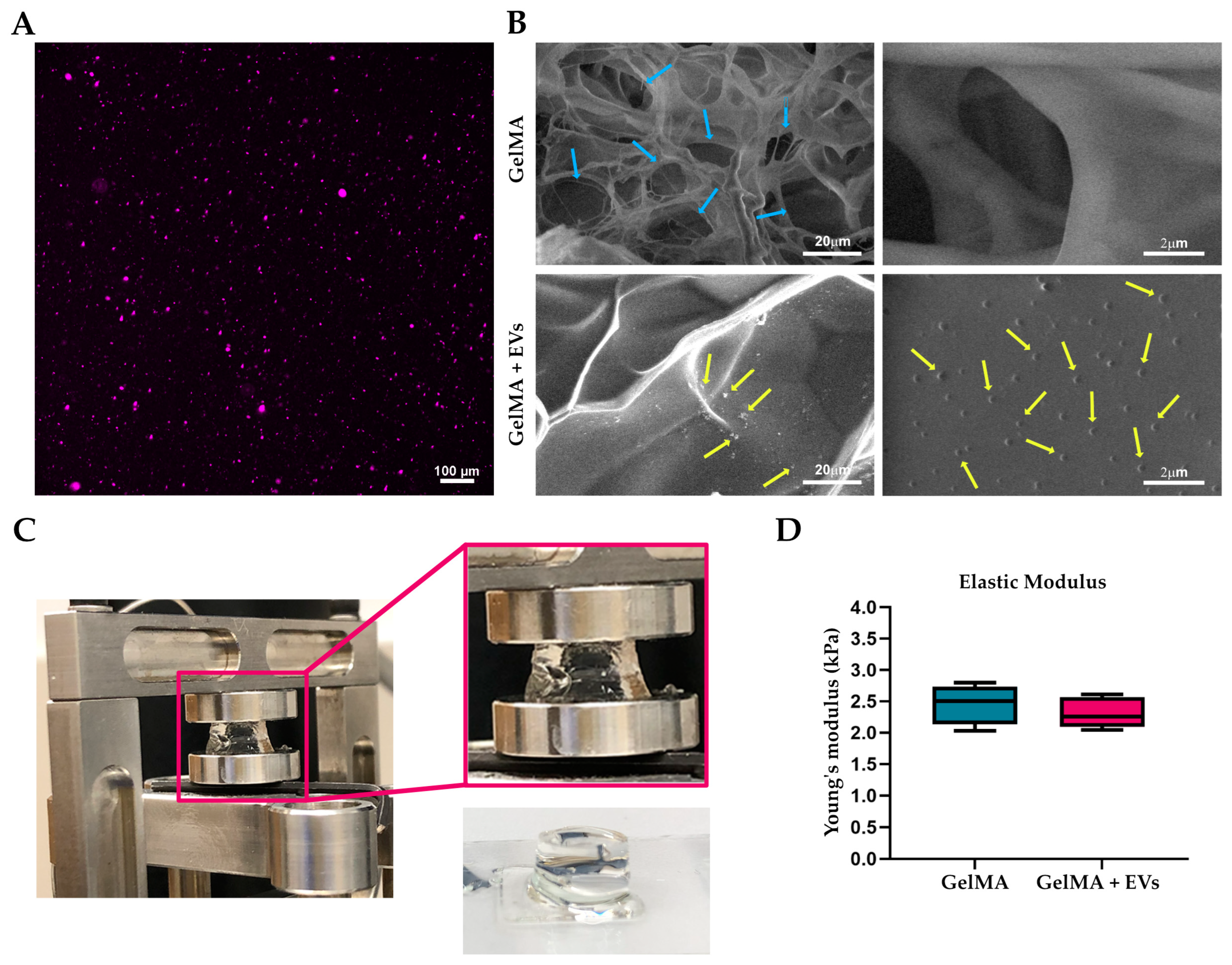 Pharmaceutics 17 00162 g005