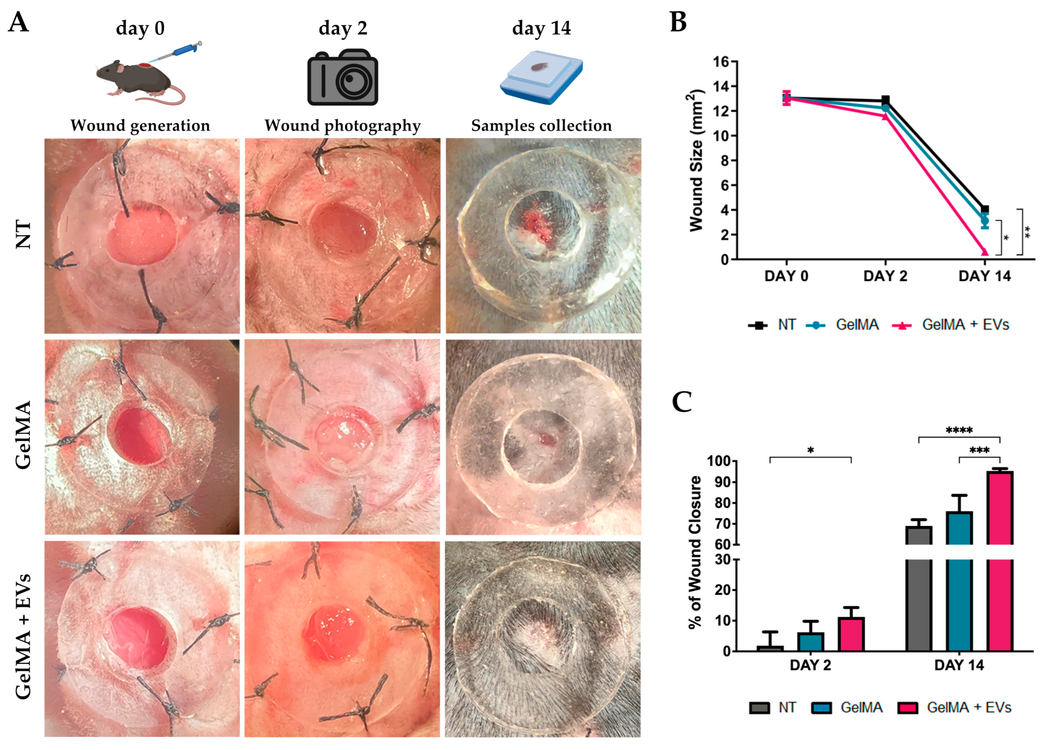 Pharmaceutics 17 00162 g006