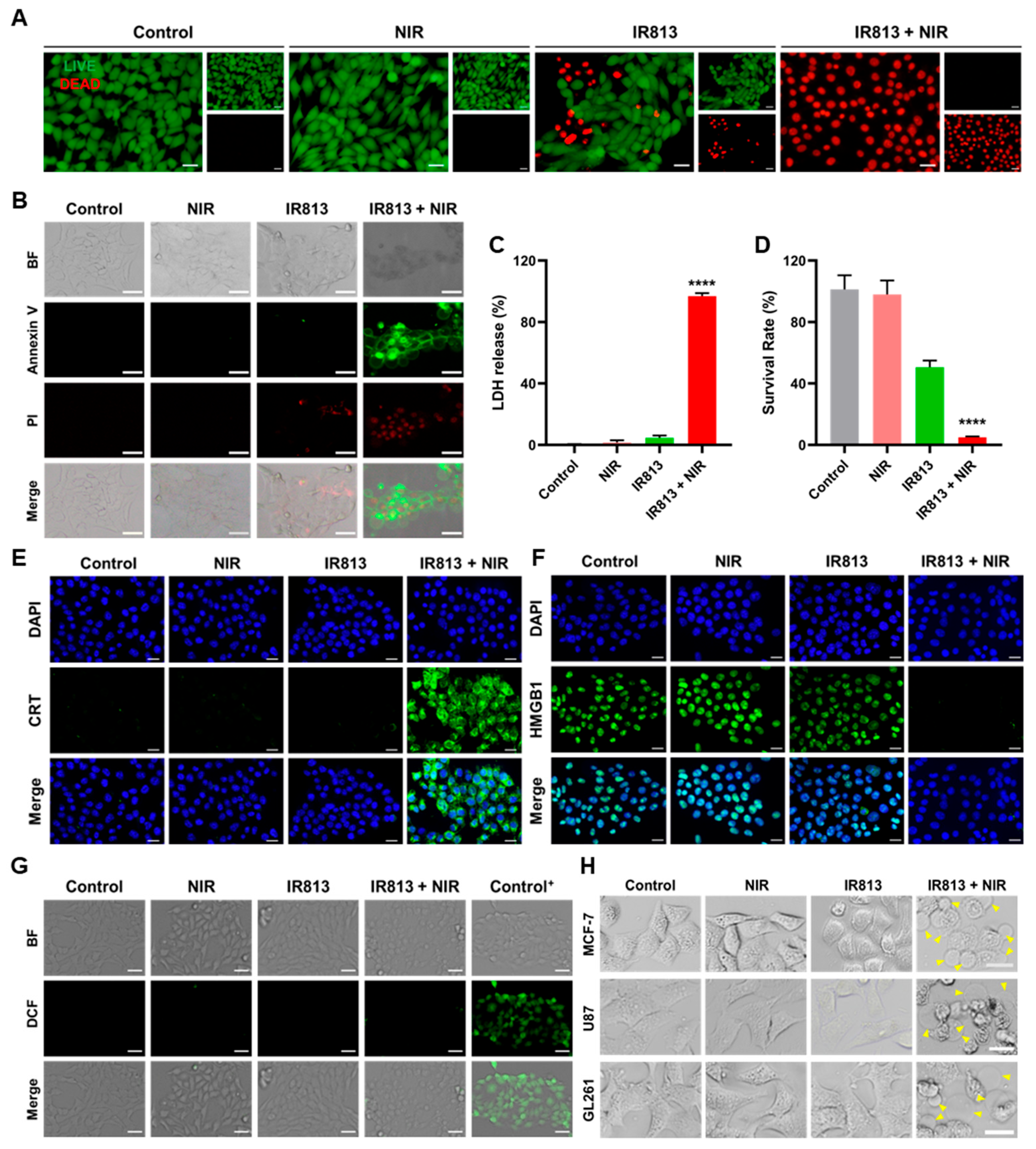 Pharmaceutics 17 00166 g003