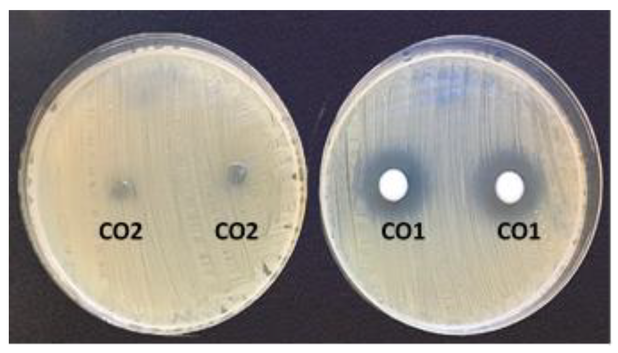 Pharmaceutics 17 00168 g012