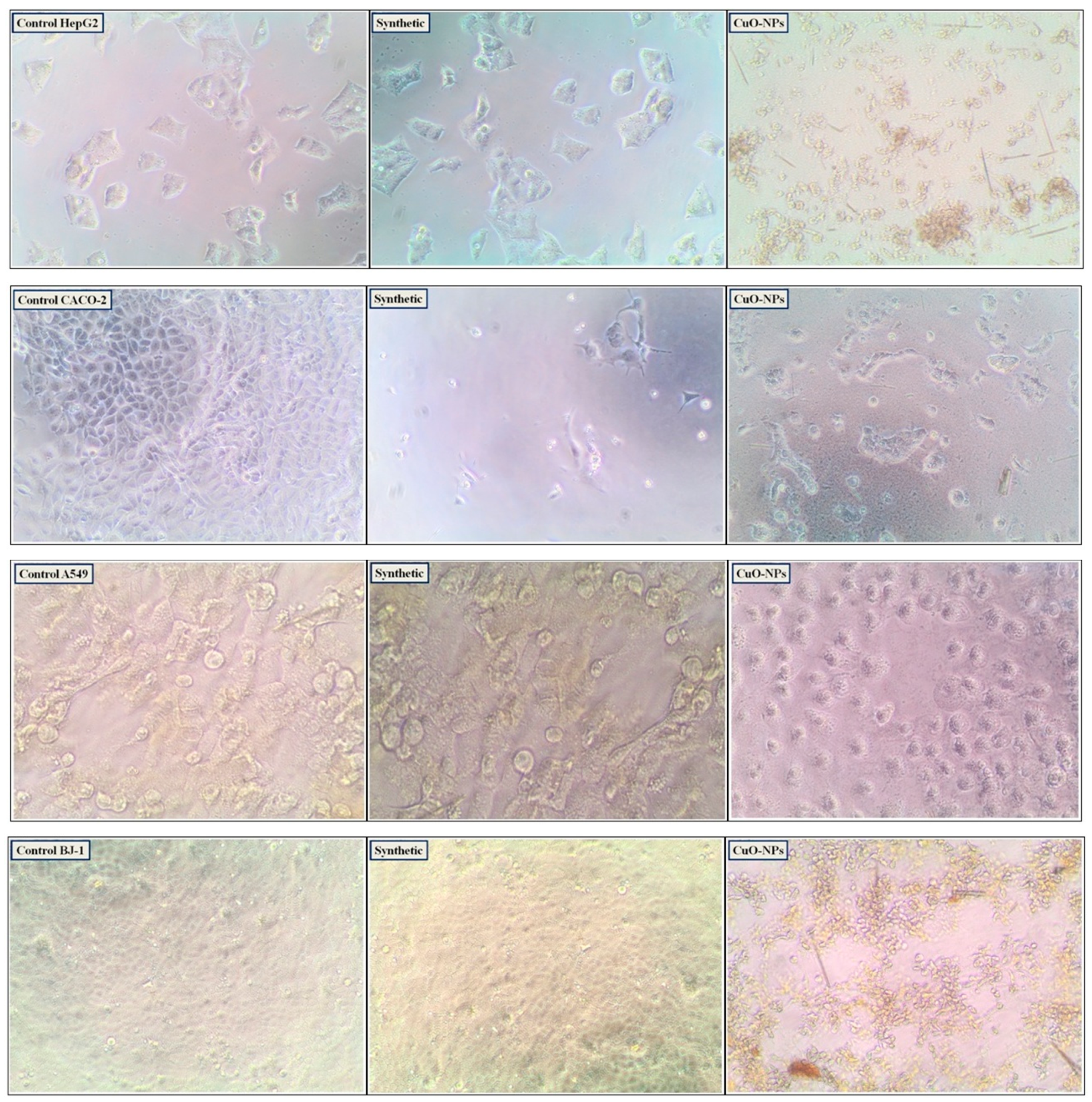 Pharmaceutics 17 00180 g009