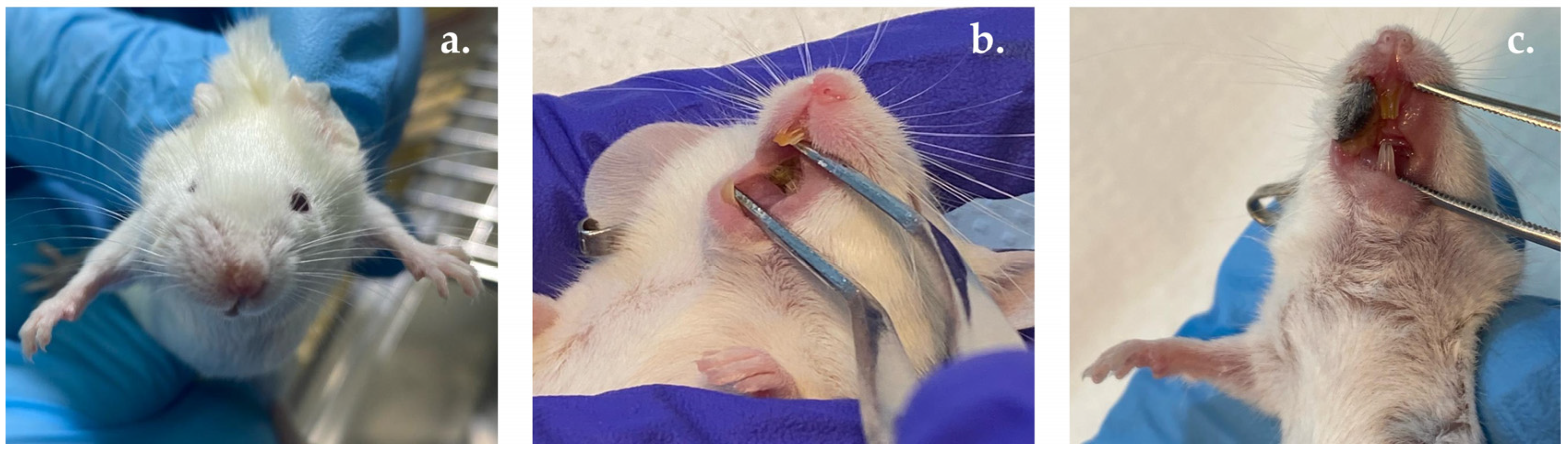 Pharmaceutics 17 00181 g006