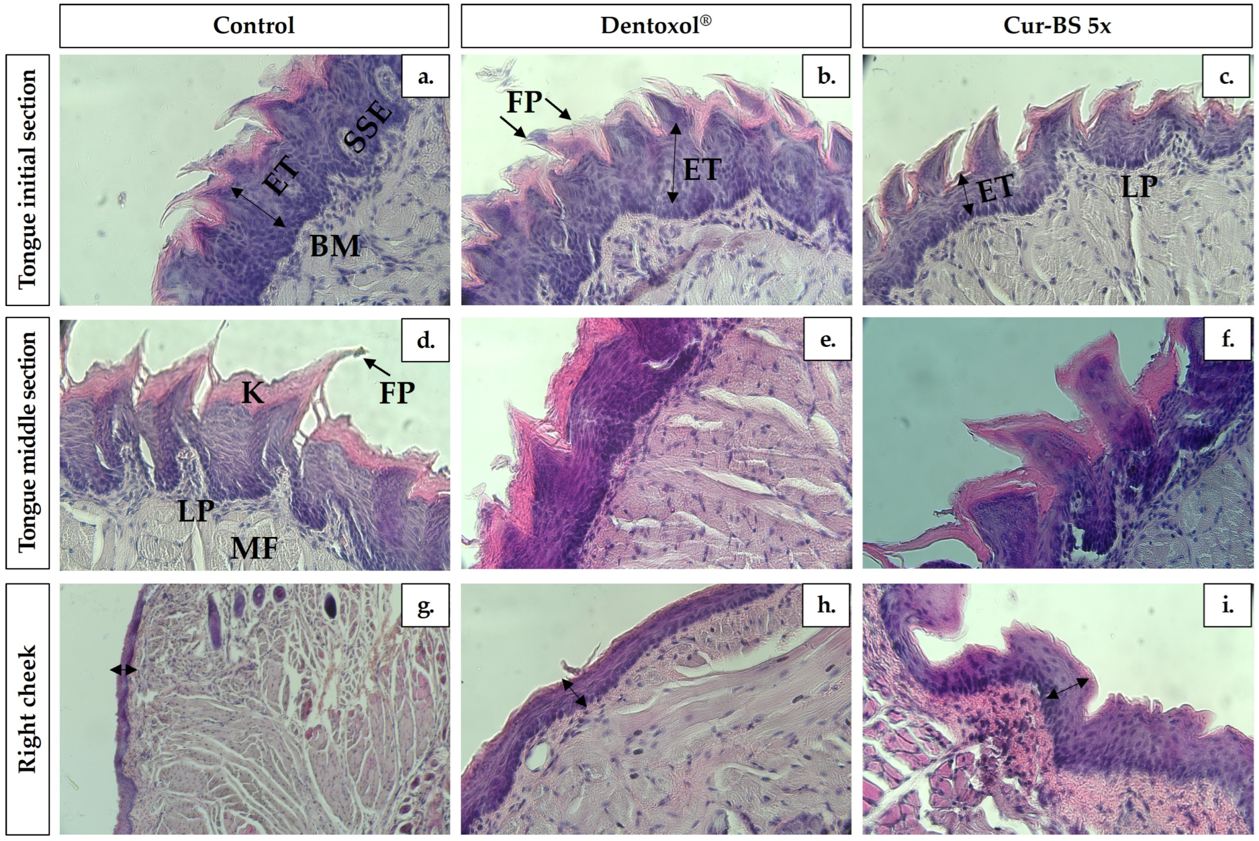 Pharmaceutics 17 00181 g008