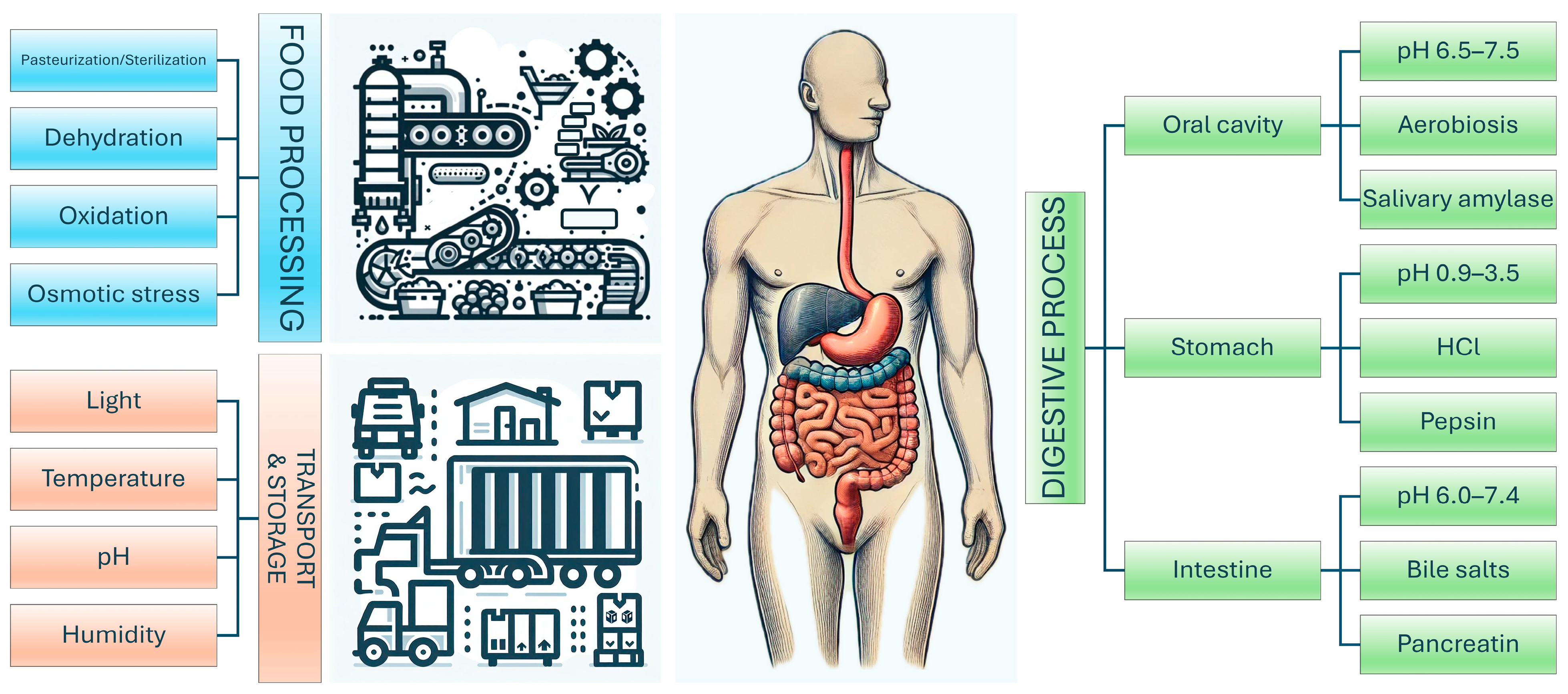 Pharmaceutics 17 00185 g002