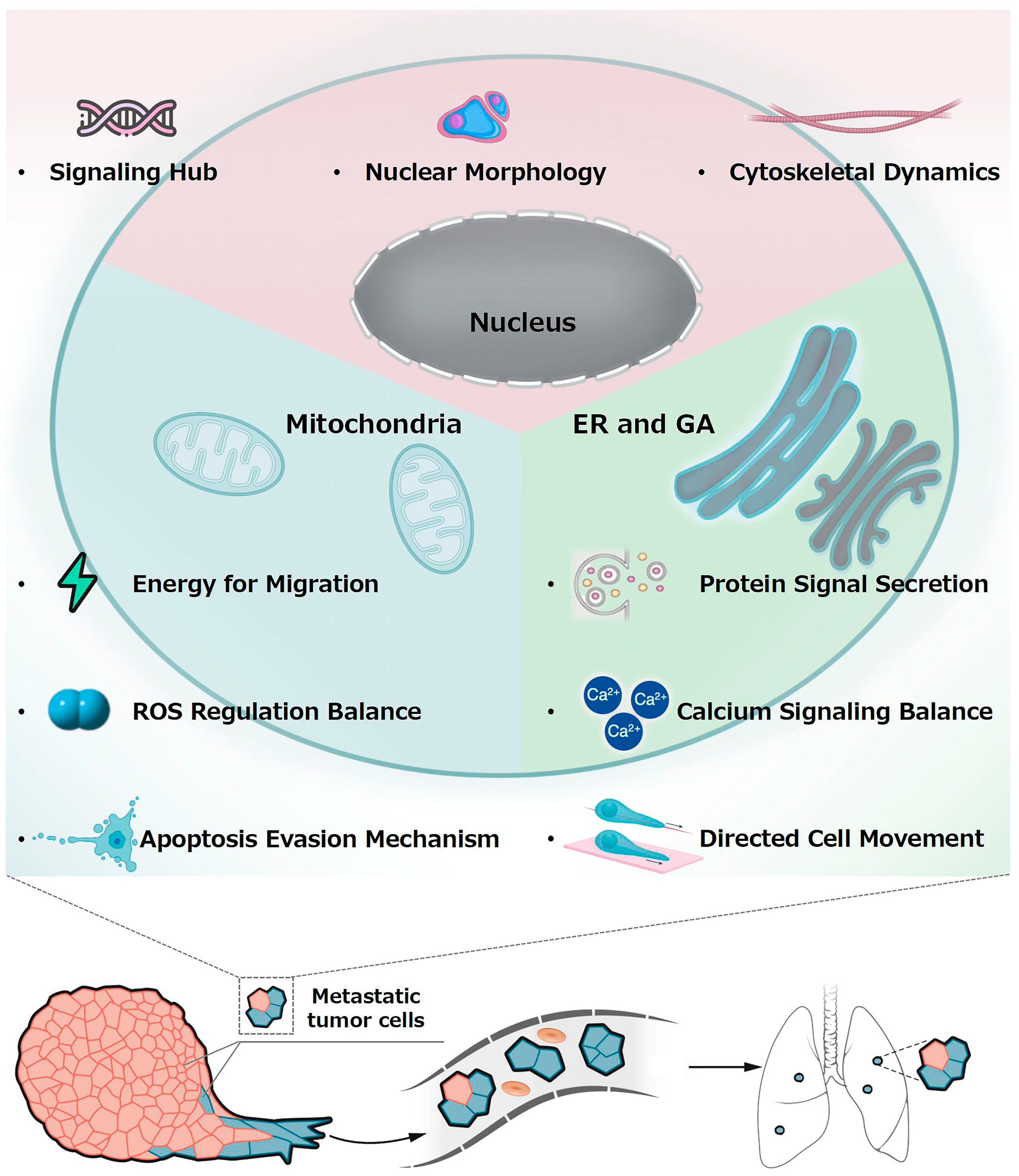 Pharmaceutics 17 00198 g001
