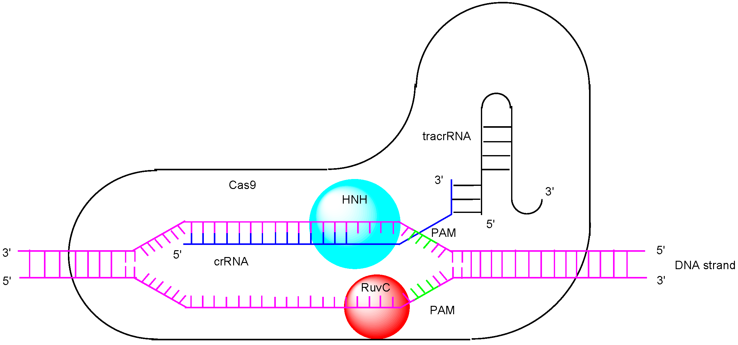 Pharmaceutics 17 00201 g001
