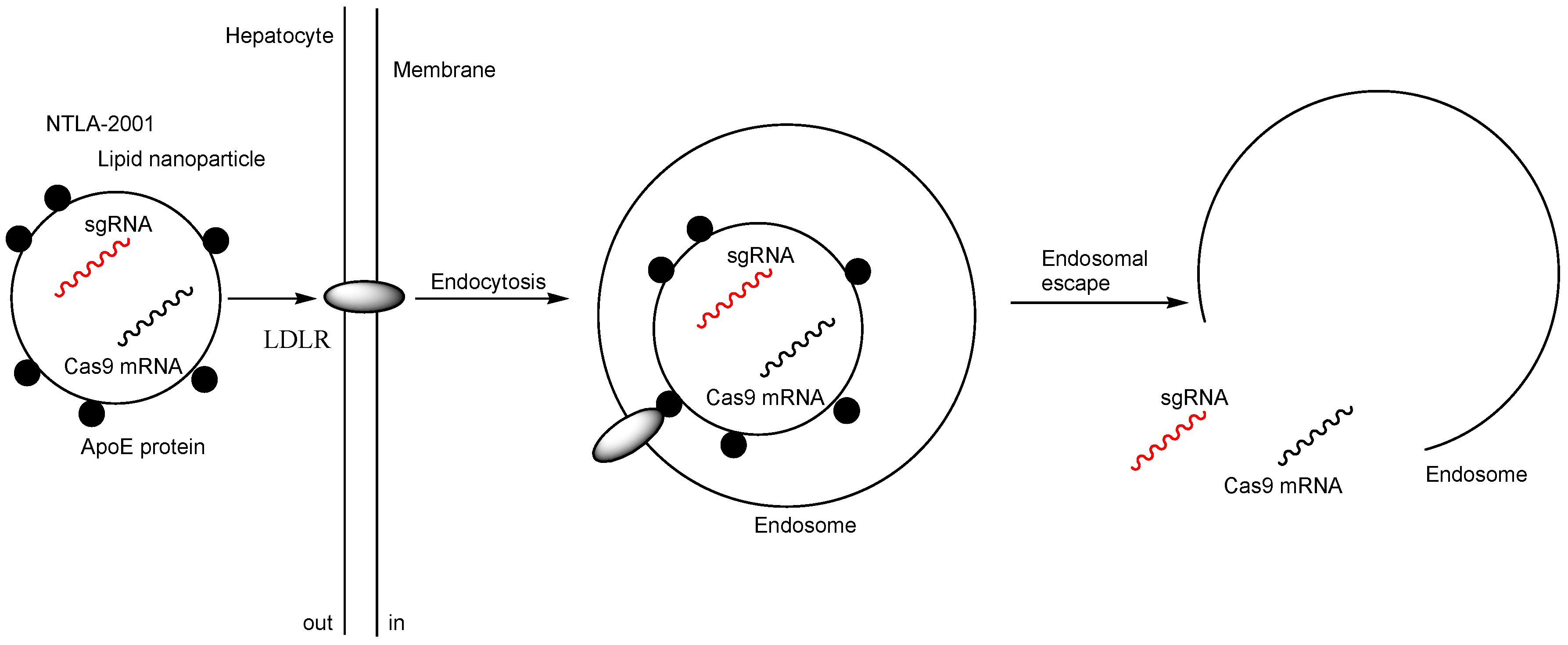 Pharmaceutics 17 00201 g003
