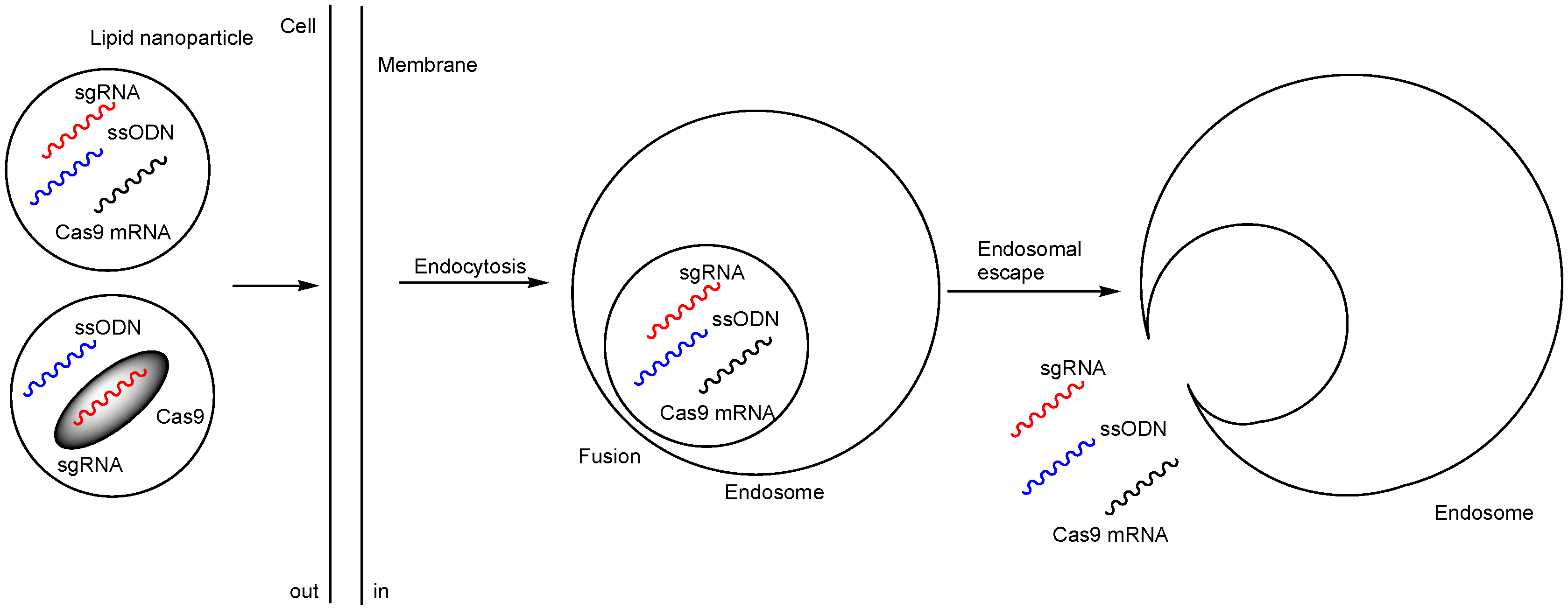 Pharmaceutics 17 00201 g005