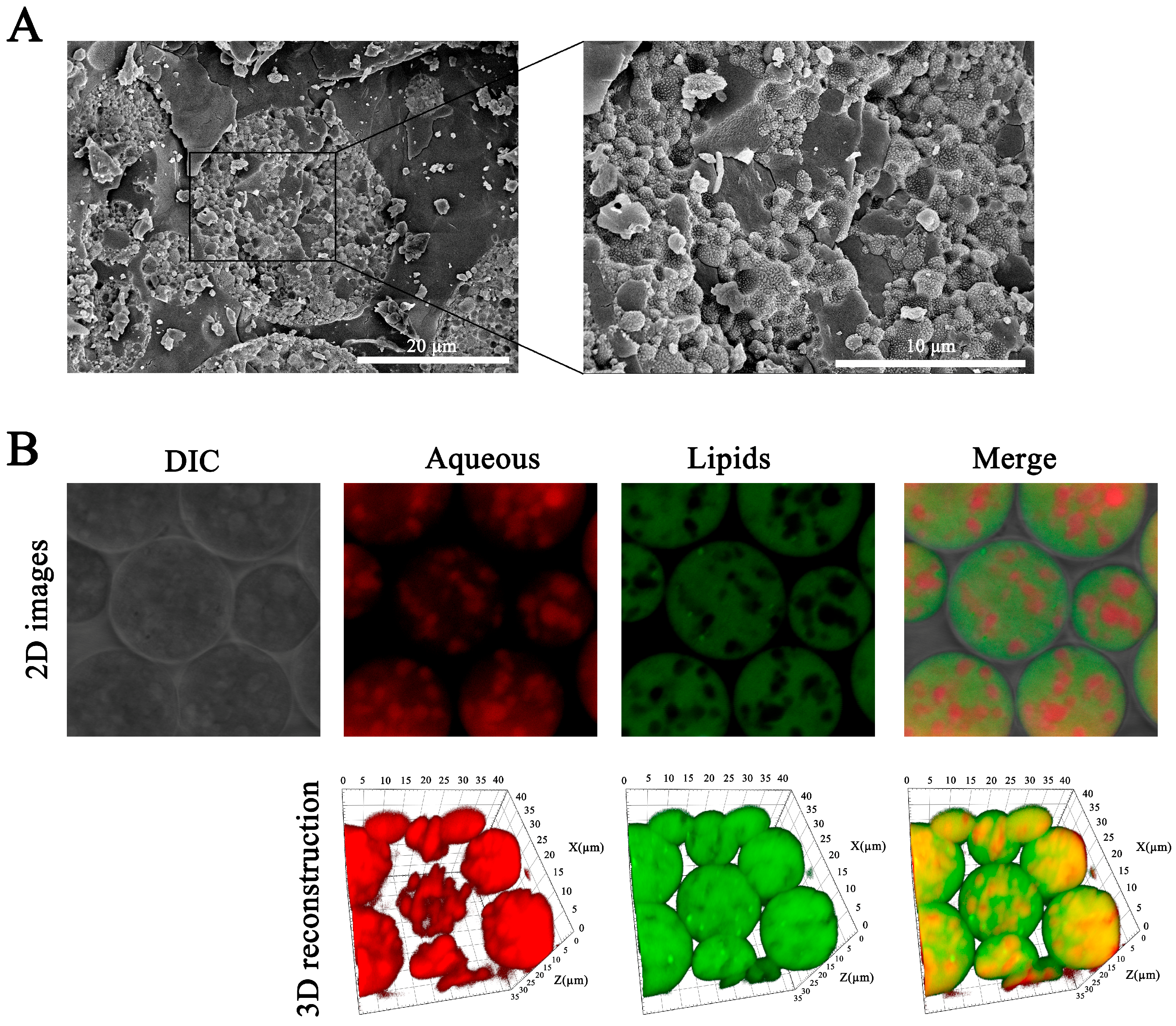 Pharmaceutics 17 00203 g002