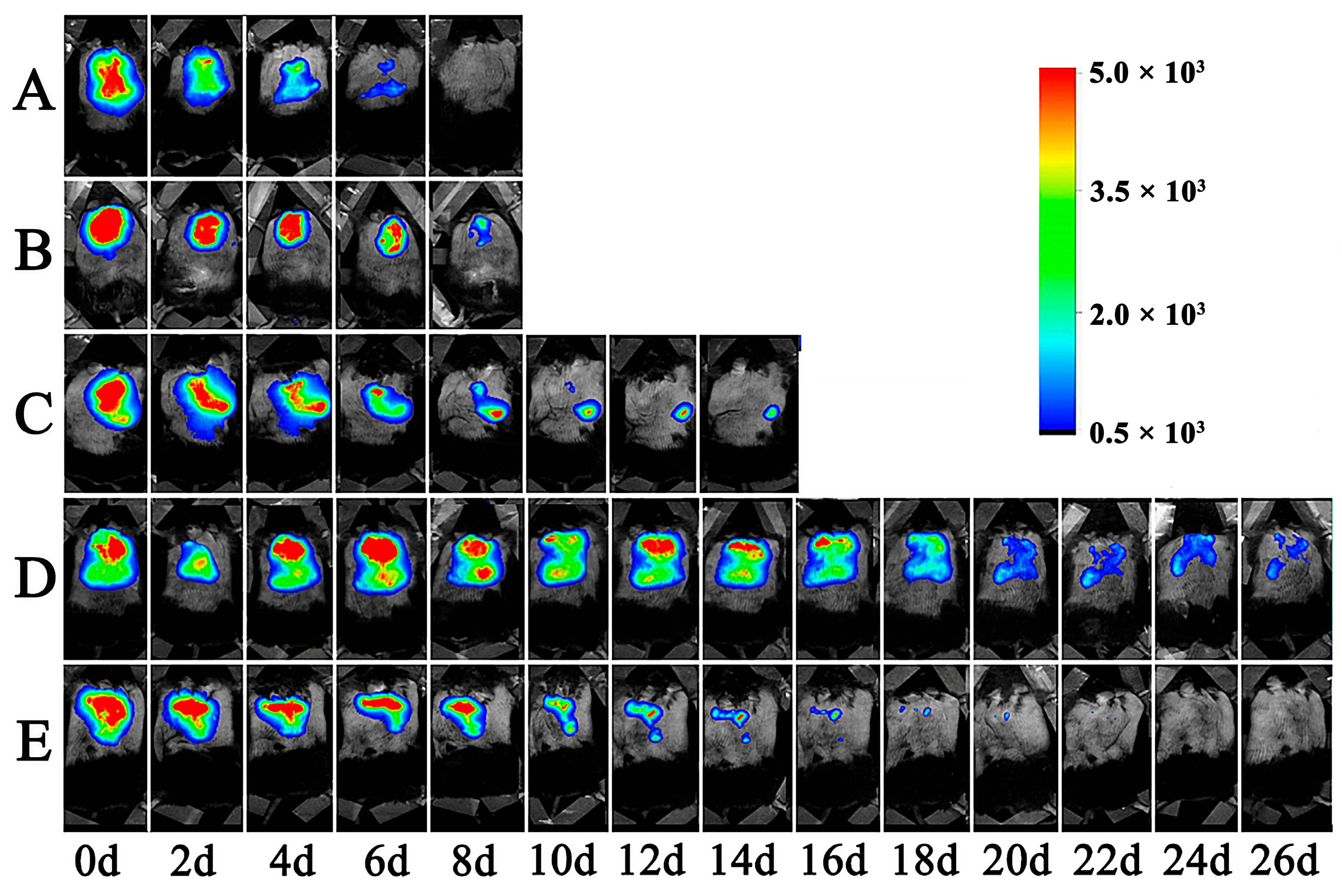 Pharmaceutics 17 00203 g008