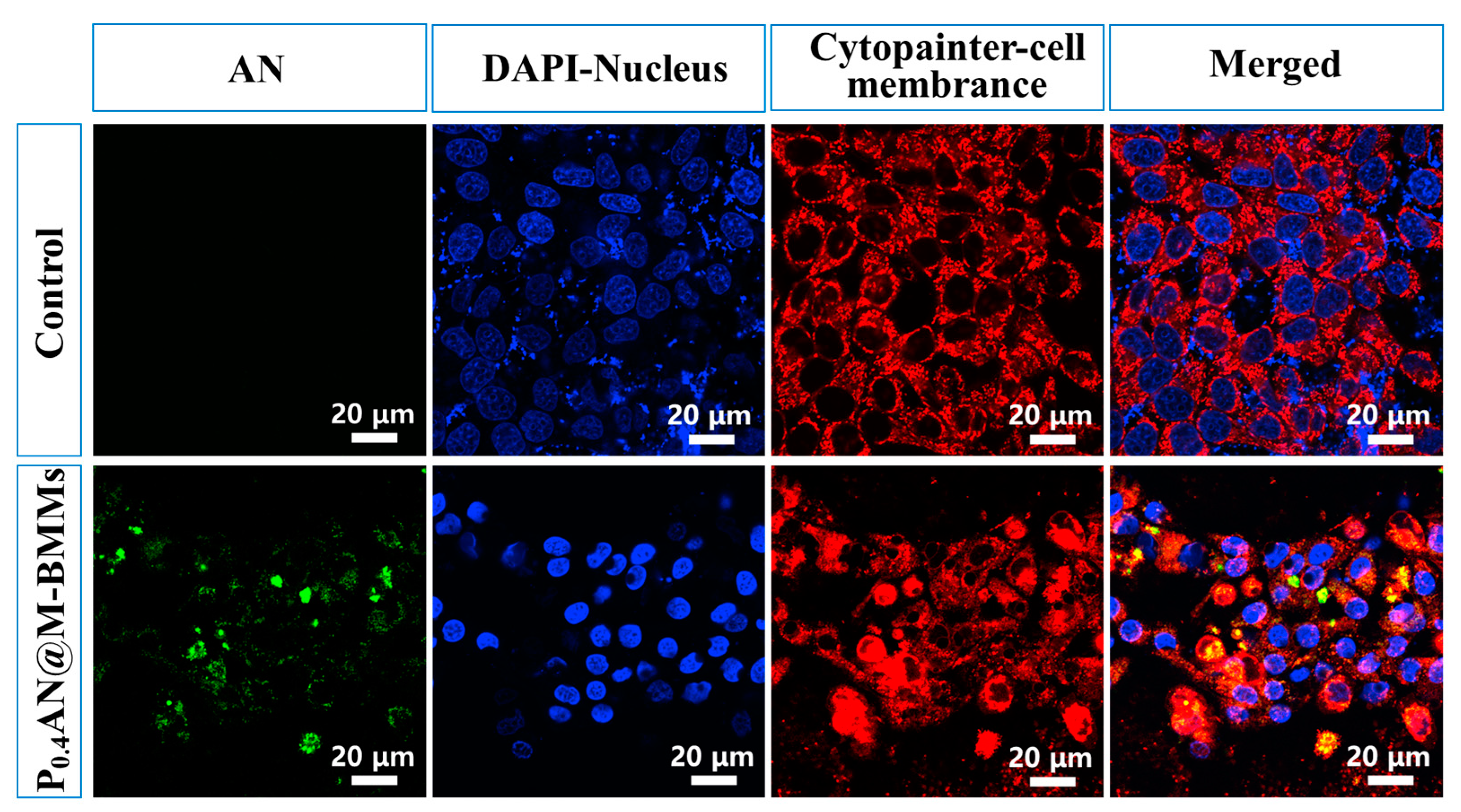 Pharmaceutics 17 00206 g007