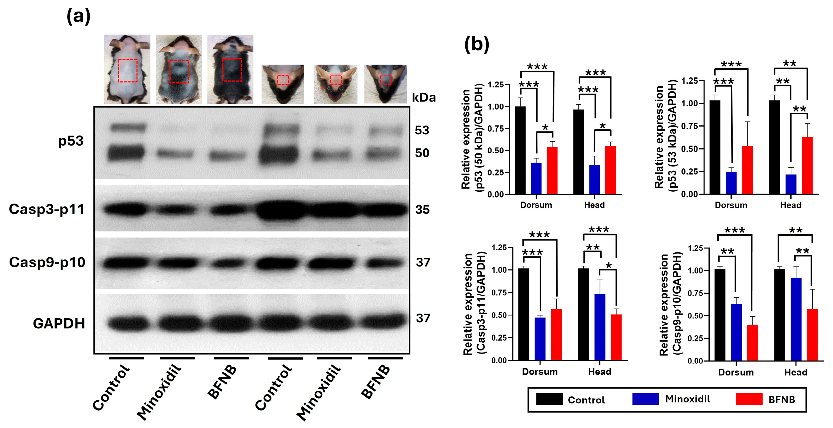 Pharmaceutics 17 00222 g002