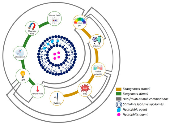Innovations in Cancer Therapy: Endogenous Stimuli-Responsive Liposomes as  Advanced Nanocarriers