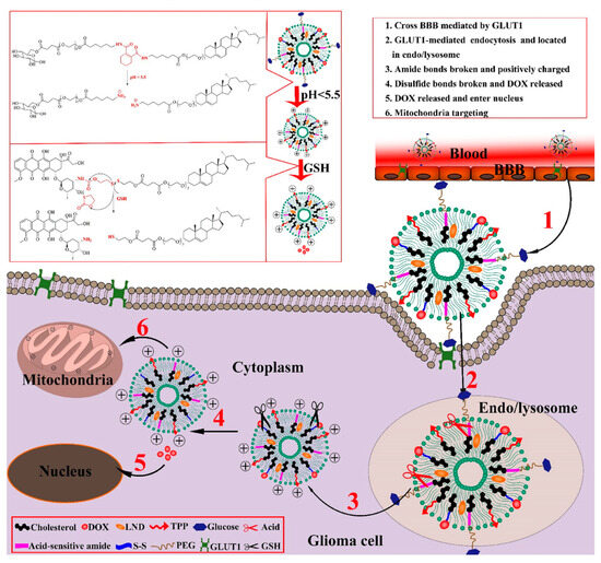 Innovations in Cancer Therapy: Endogenous Stimuli-Responsive Liposomes as Advanced Nanocarriers Innovations in Cancer Therapy: Endogenous Stimuli-Responsive Liposomes as Advanced Nanocarriers