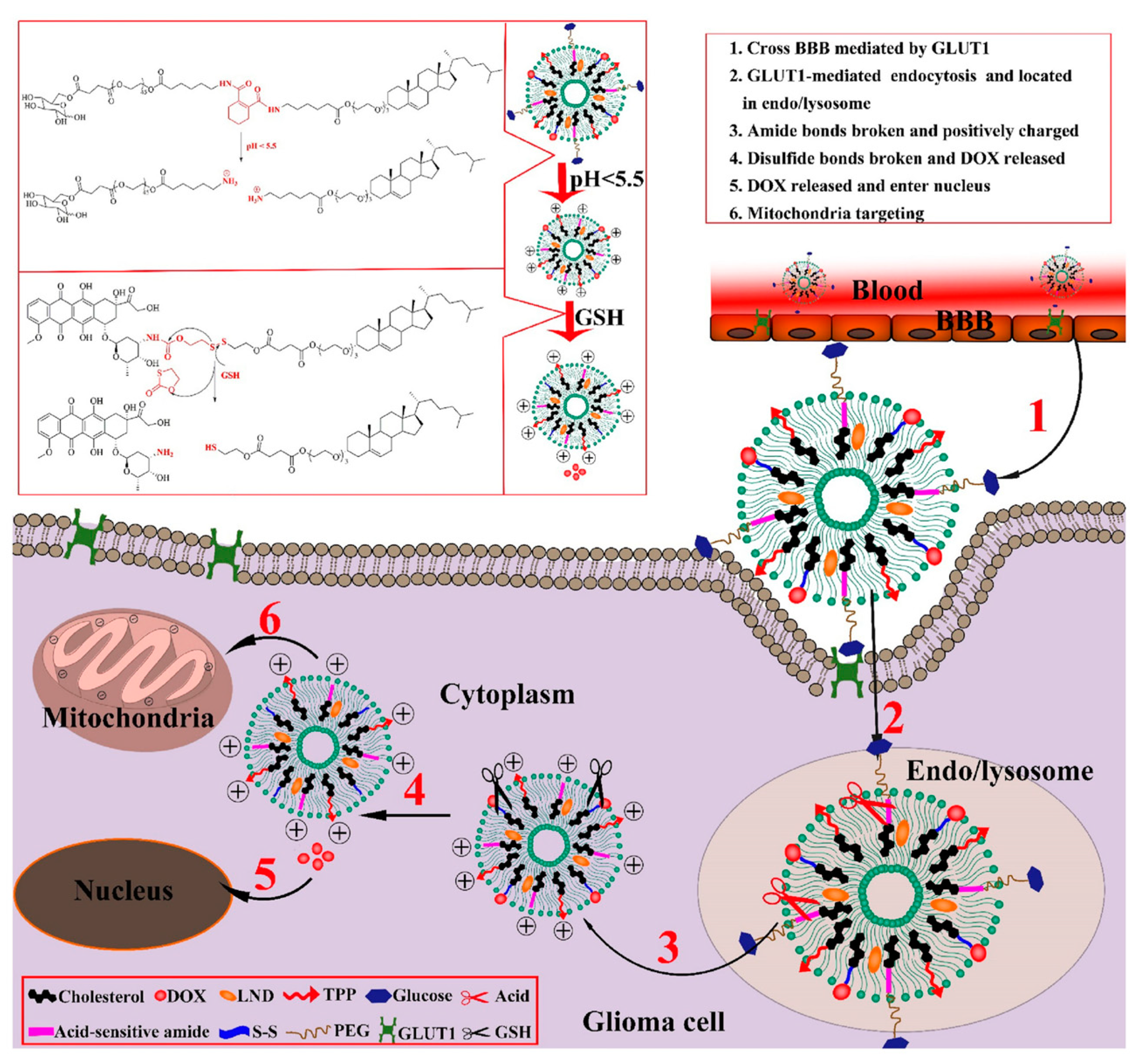 Pharmaceutics 17 00245 g008