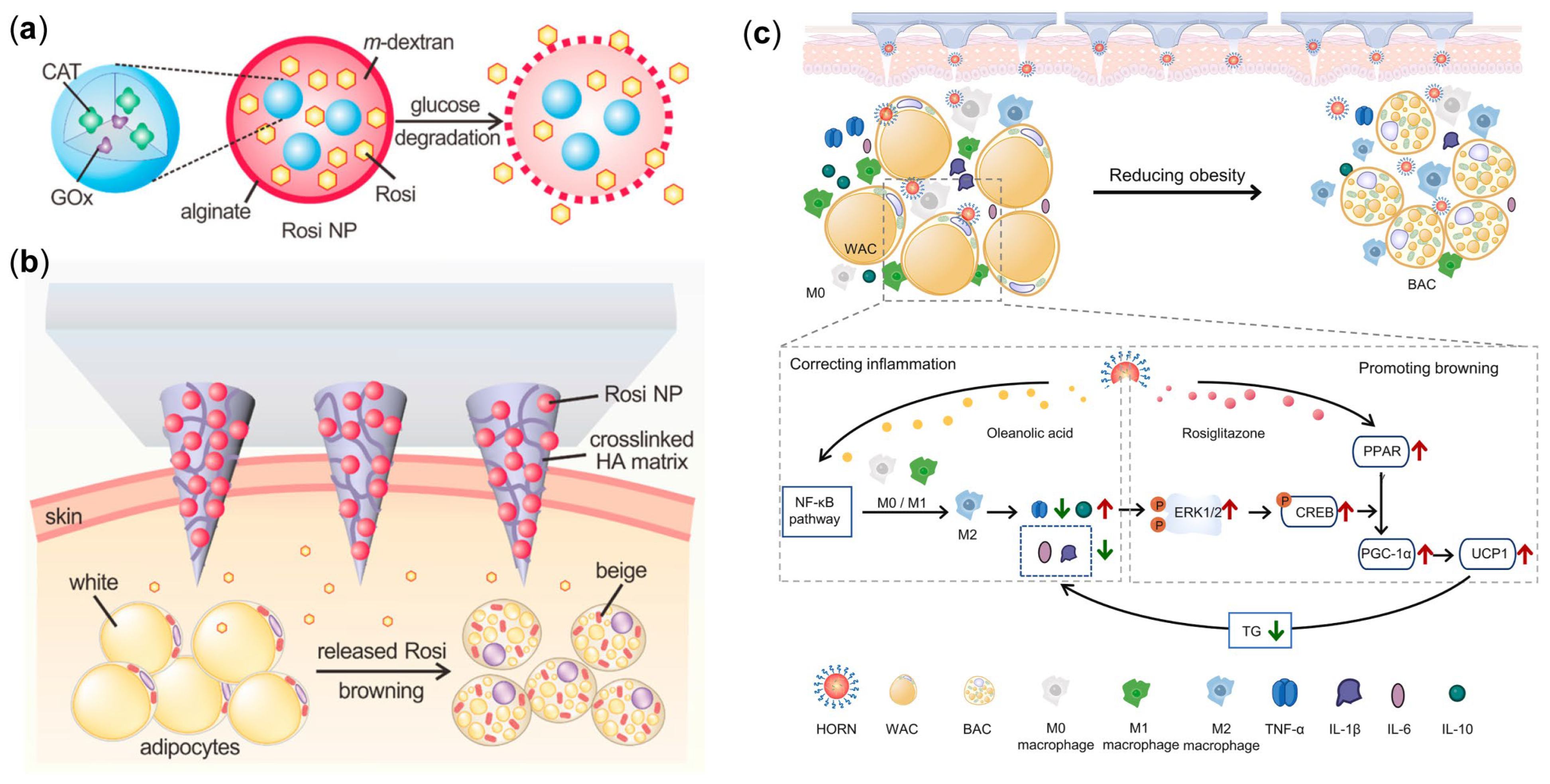 Pharmaceutics 17 00248 g006 Pharmaceutics 17 00248 g006