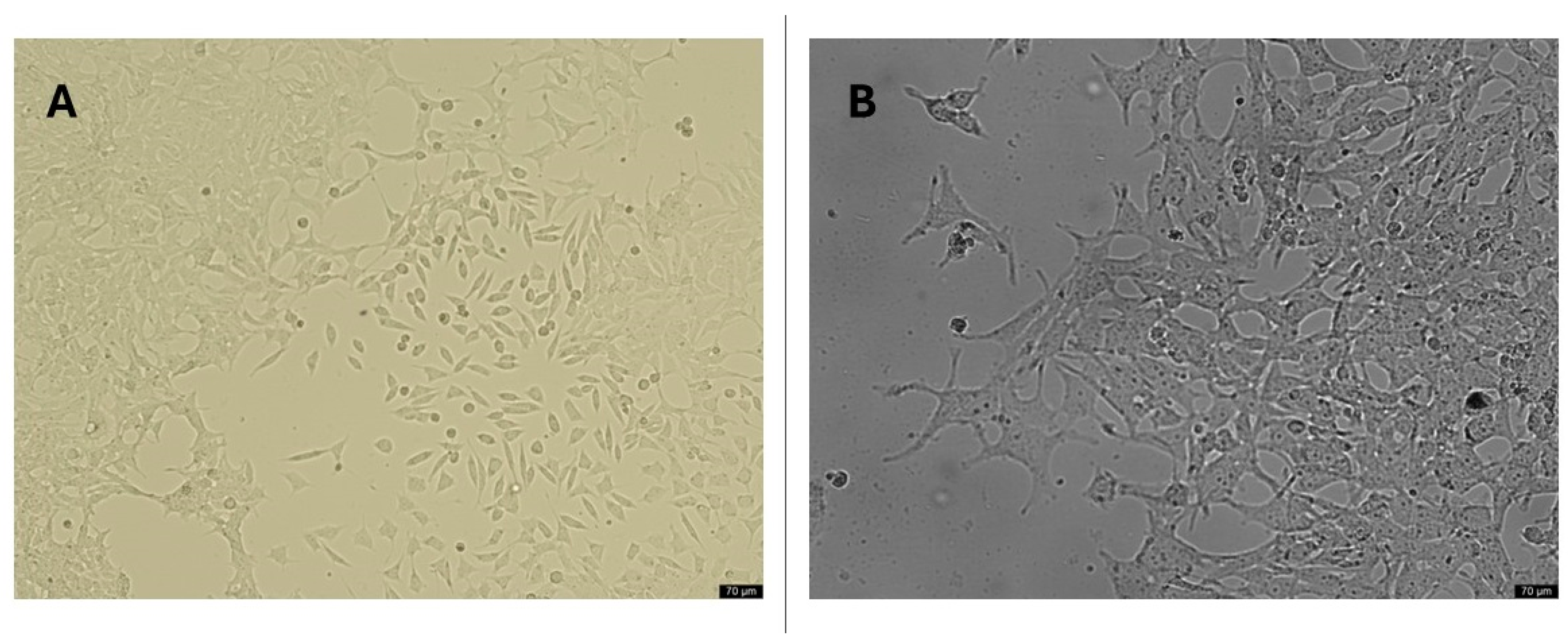 Pharmaceutics 17 00267 g007