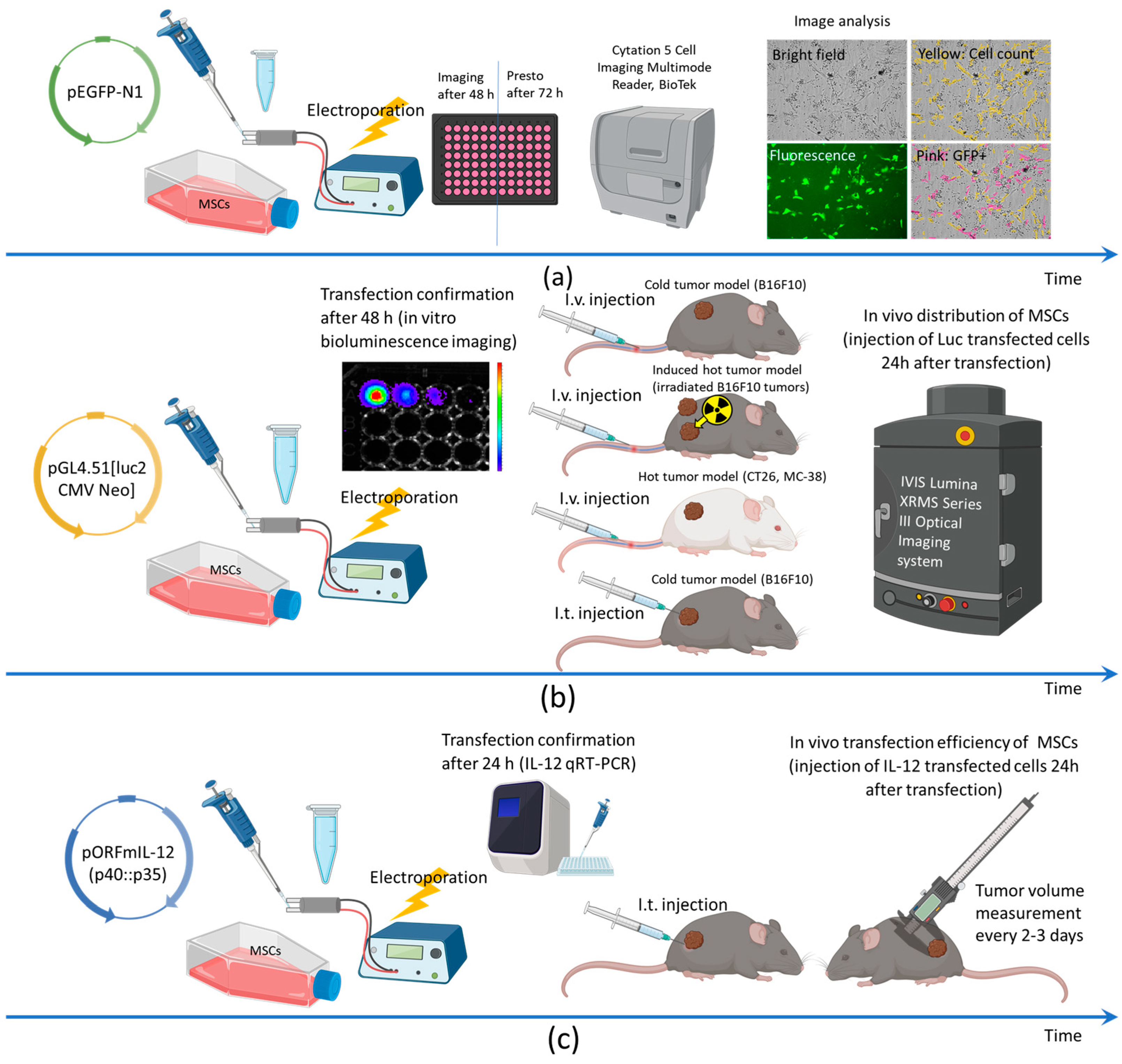 Pharmaceutics 17 00278 sch001