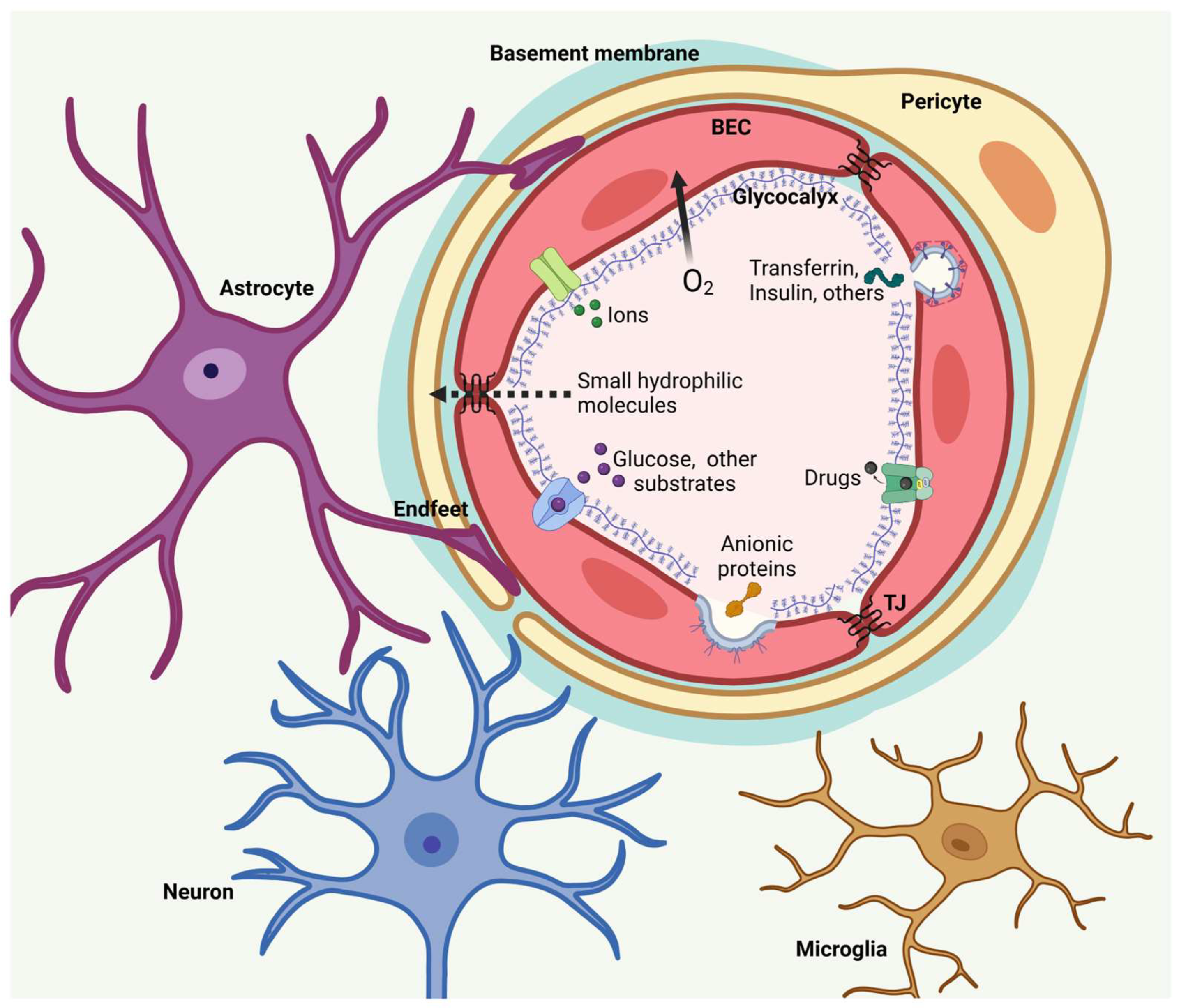 Nanotechnology to Overcome Blood–Brain Barrier Permeability