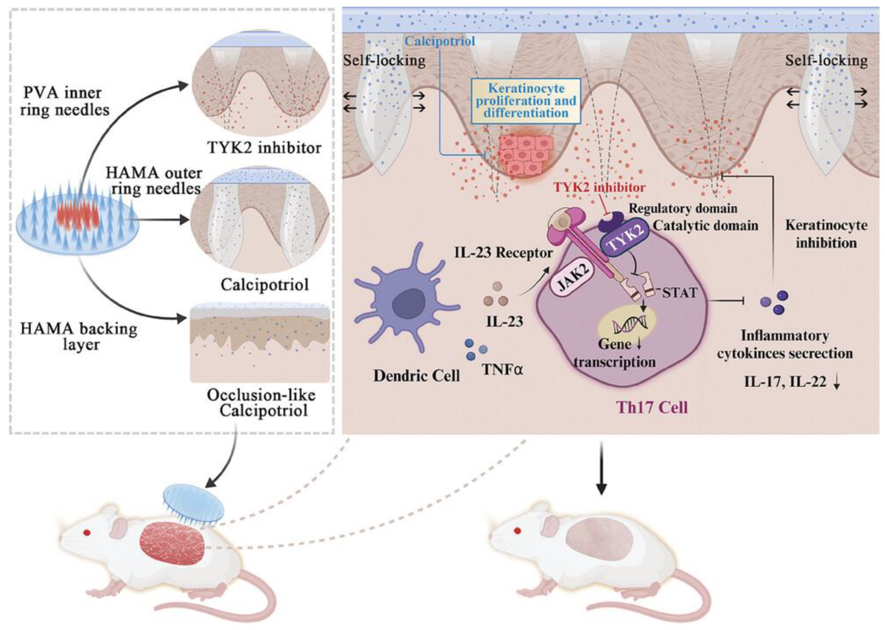 Pharmaceutics 17 00283 g006
