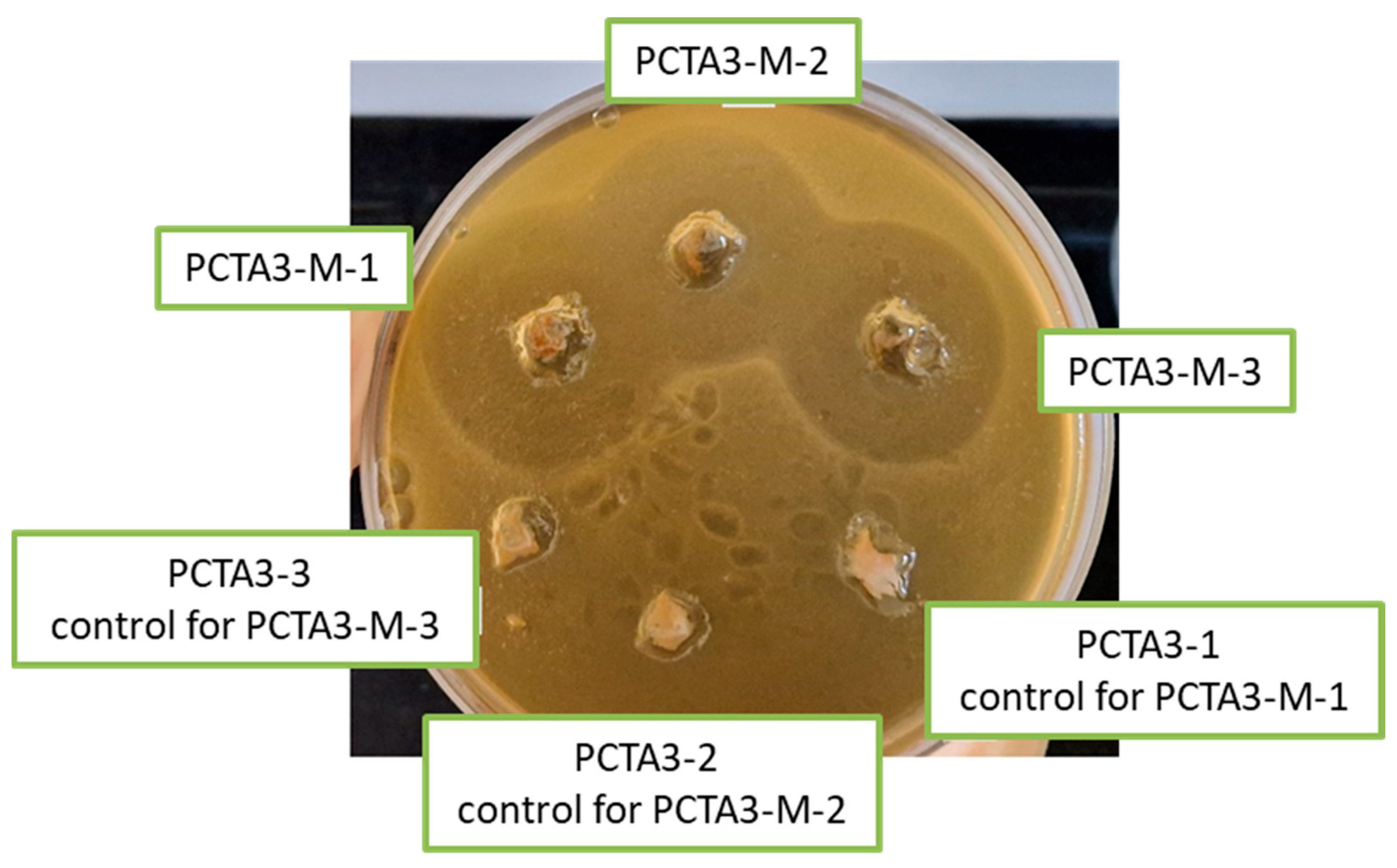 Pharmaceutics 17 00294 g009