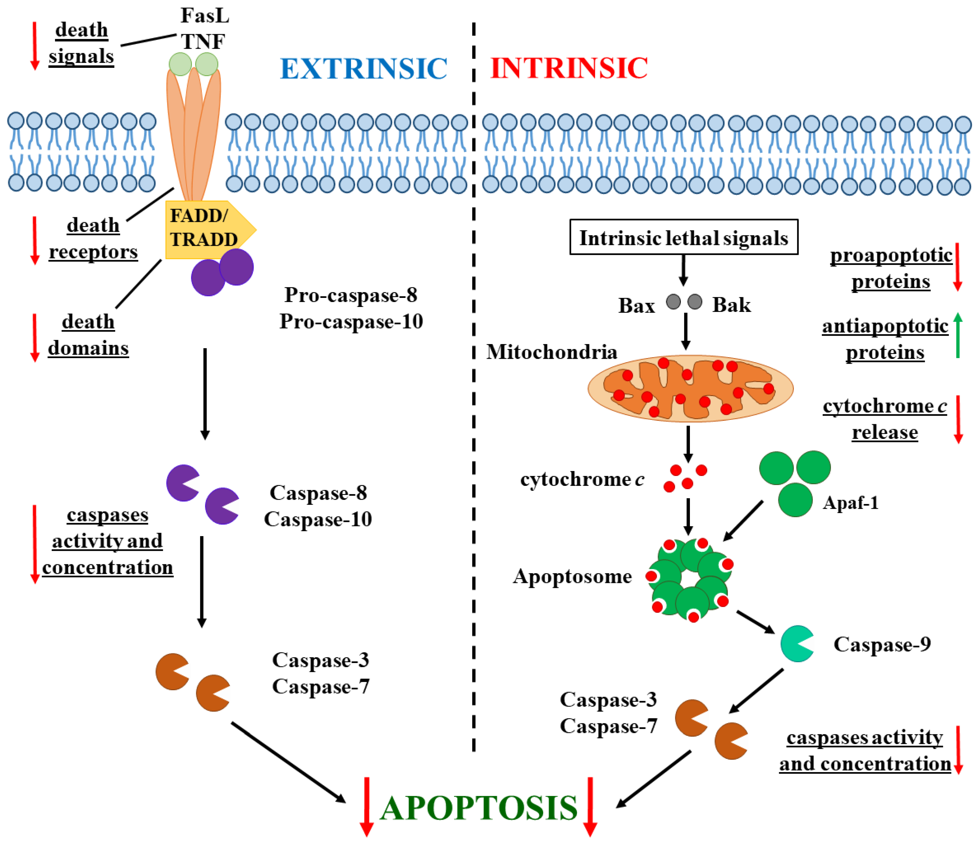 Pharmaceutics 17 00305 g001