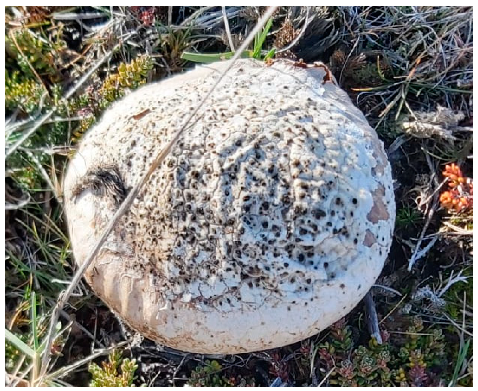 Pharmaceutics 17 00335 g001