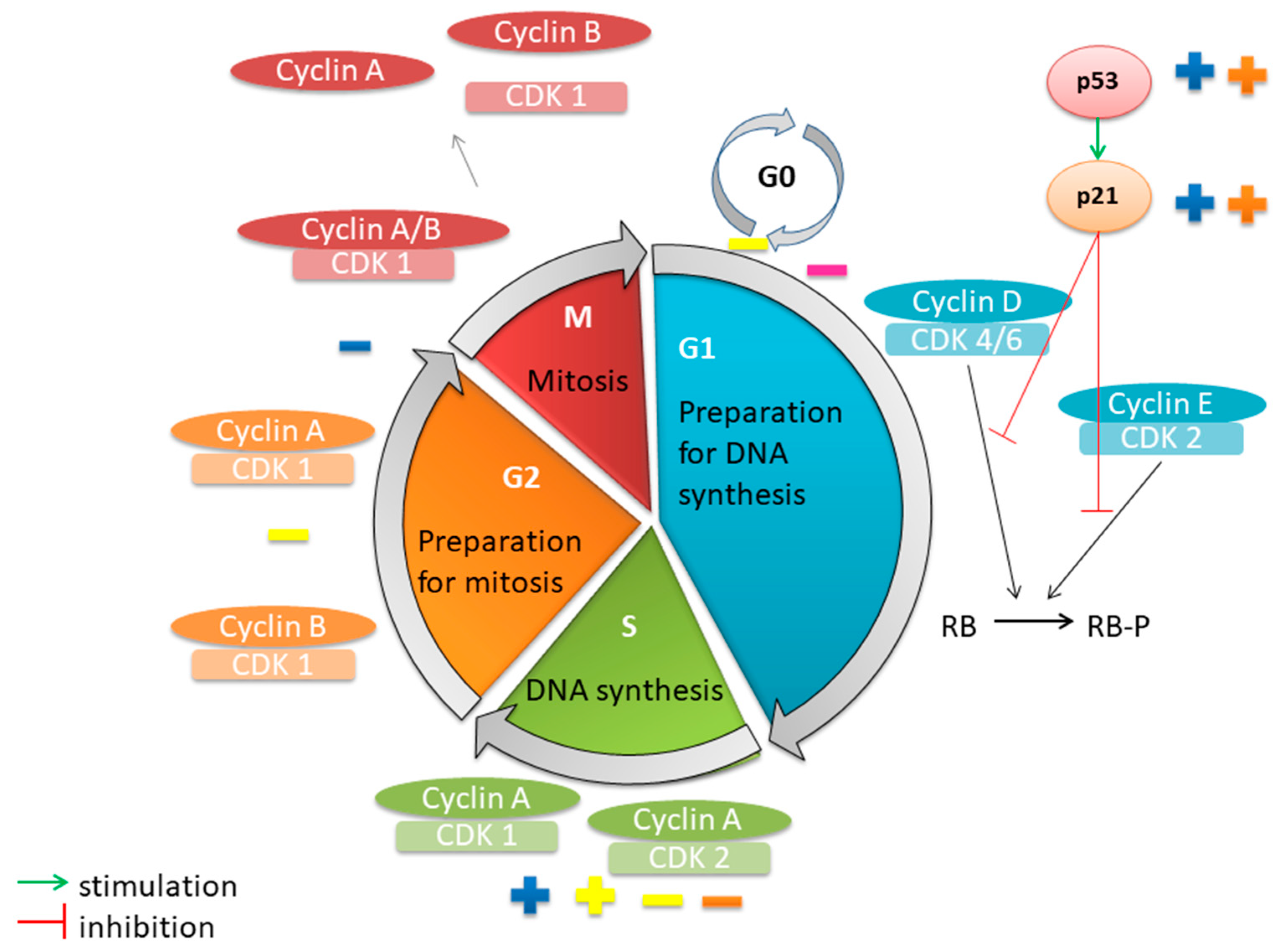 Pharmaceutics 17 00336 g004